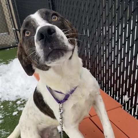 Skeeter, Adoptable, Young Male Mixed Breed.