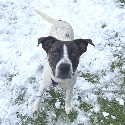 Enlarge Skeeter, a Adoptable Mixed Breed in Washington Township, OH image 2/6