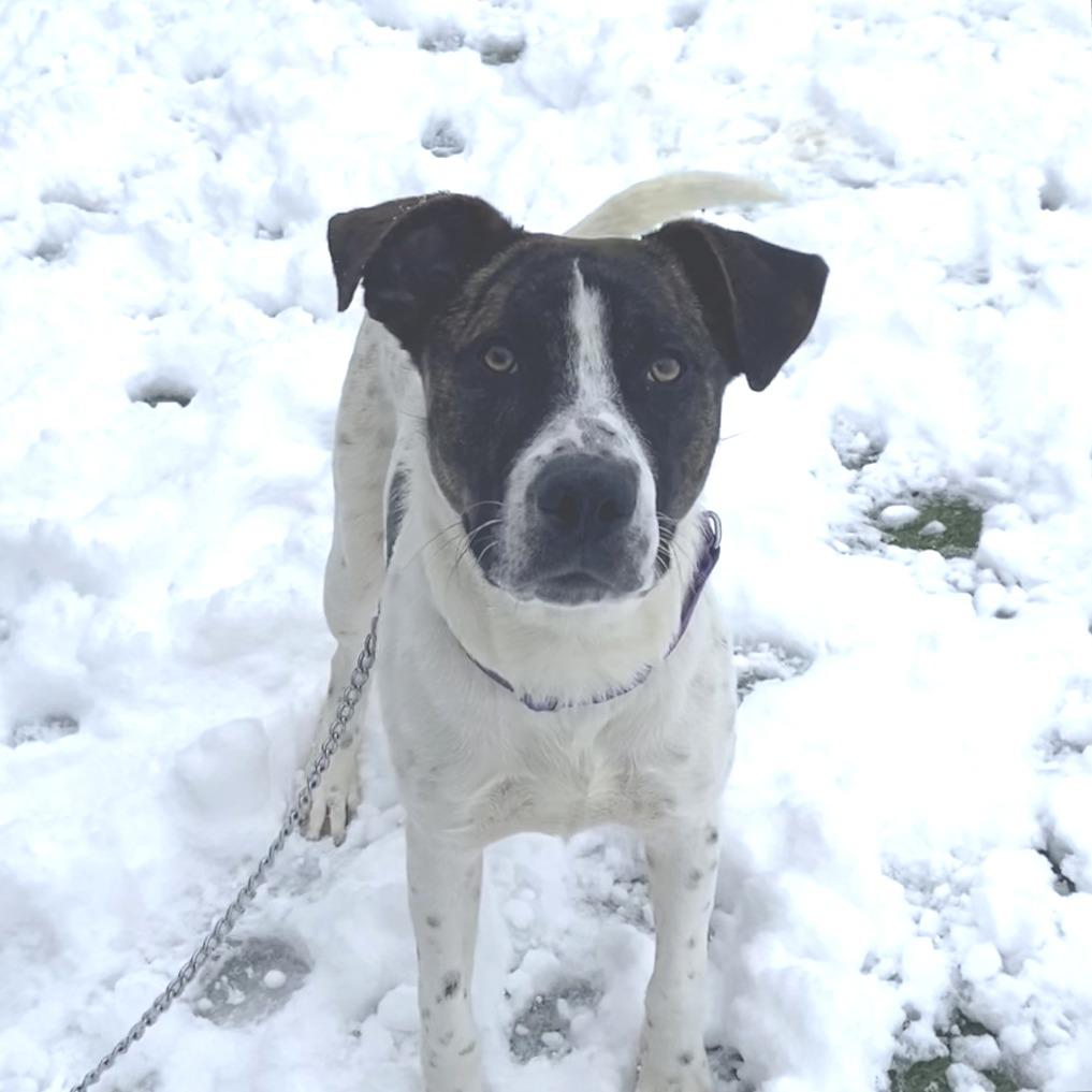 Enlarge Skeeter, a Adoptable Mixed Breed in Washington Township, OH image 3/6