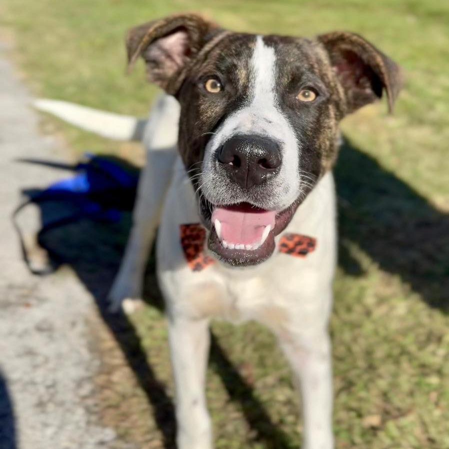 Enlarge Skeeter, a Adoptable Mixed Breed in Washington Township, OH image 4/6
