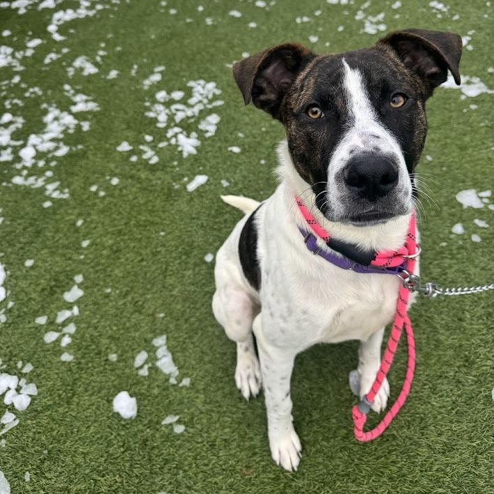 Enlarge Skeeter, a Adoptable Mixed Breed in Washington Township, OH image 5/6