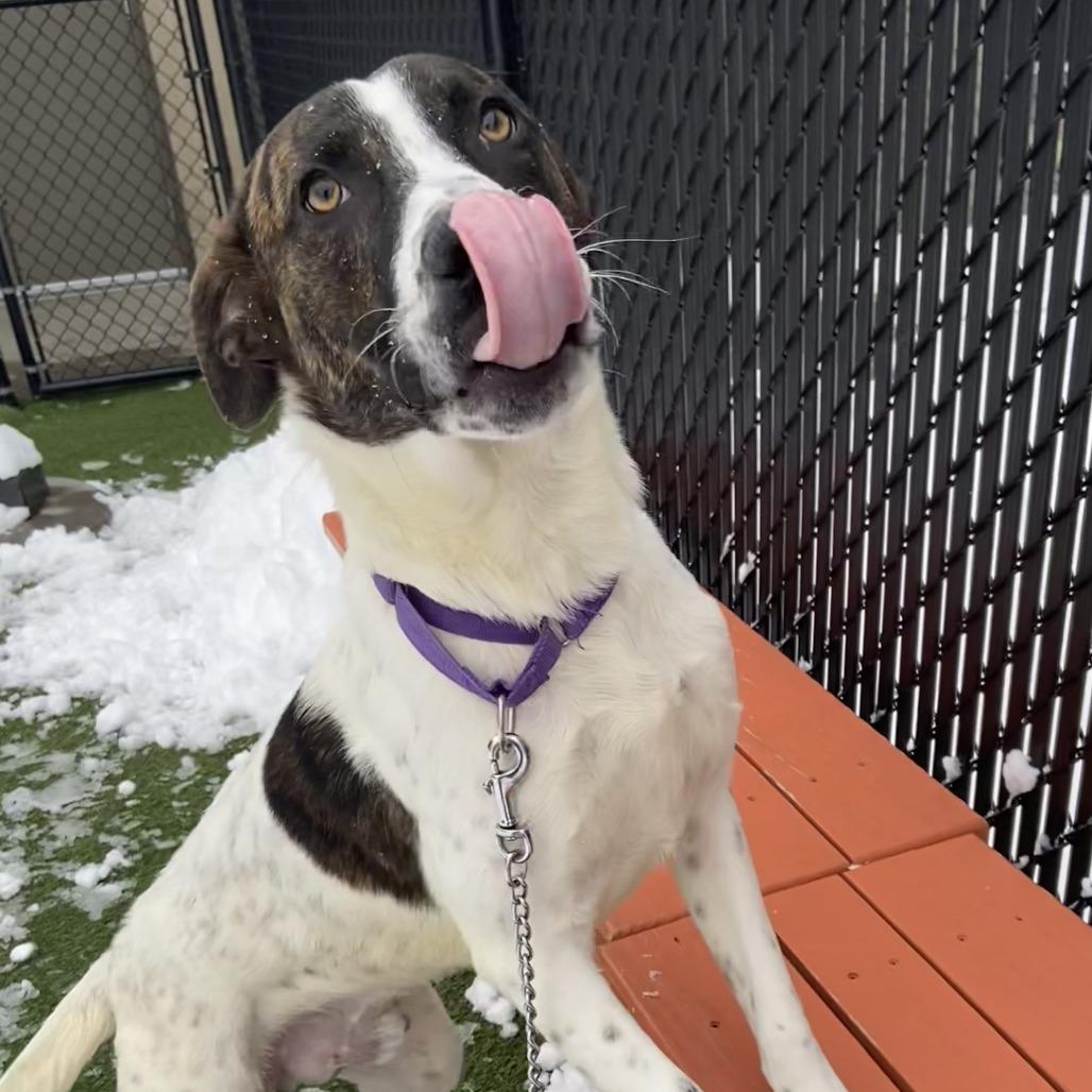 Enlarge Skeeter, a Adoptable Mixed Breed in Washington Township, OH image 6/6