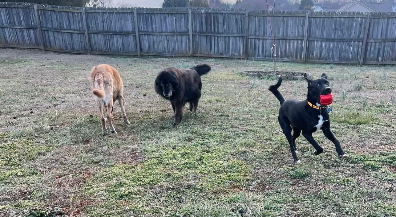 Enlarge Luigi, an adopted mixed breed in Douglas, MA image 6/6