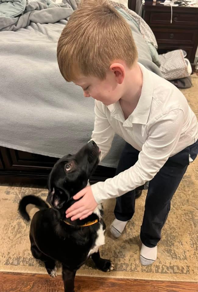 Enlarge Luigi, an adopted mixed breed in Douglas, MA image 3/6