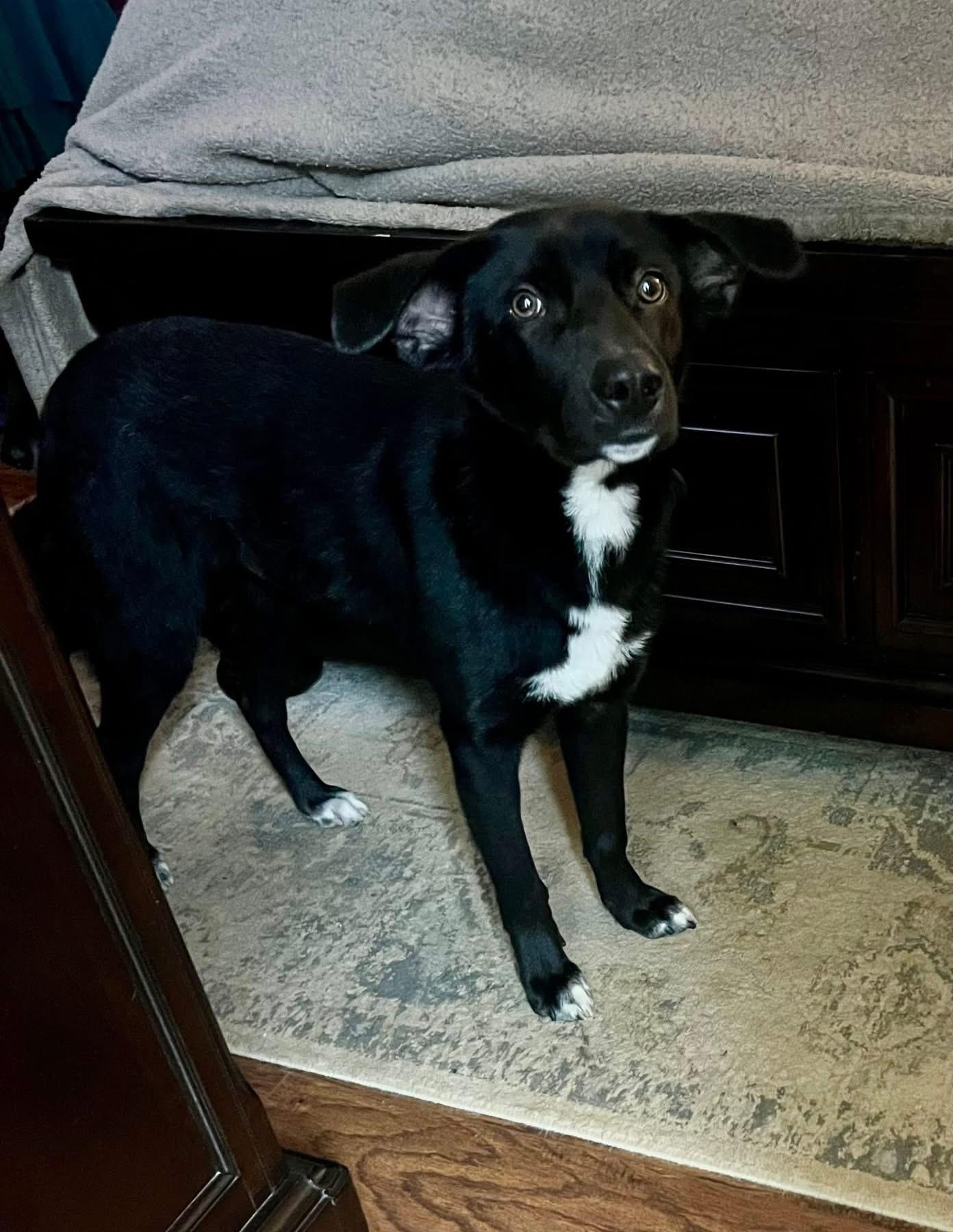 Enlarge Luigi, an adopted mixed breed in Douglas, MA image 5/6