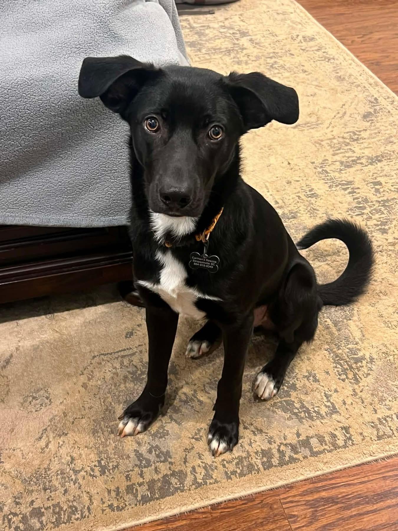 Luigi, adopted, Young Male Retriever.