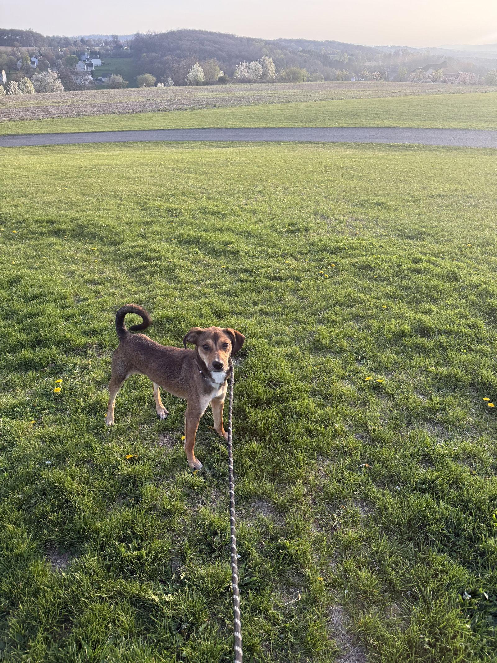 Fizzy, Adoptable, Adult Male Beagle & Hound.