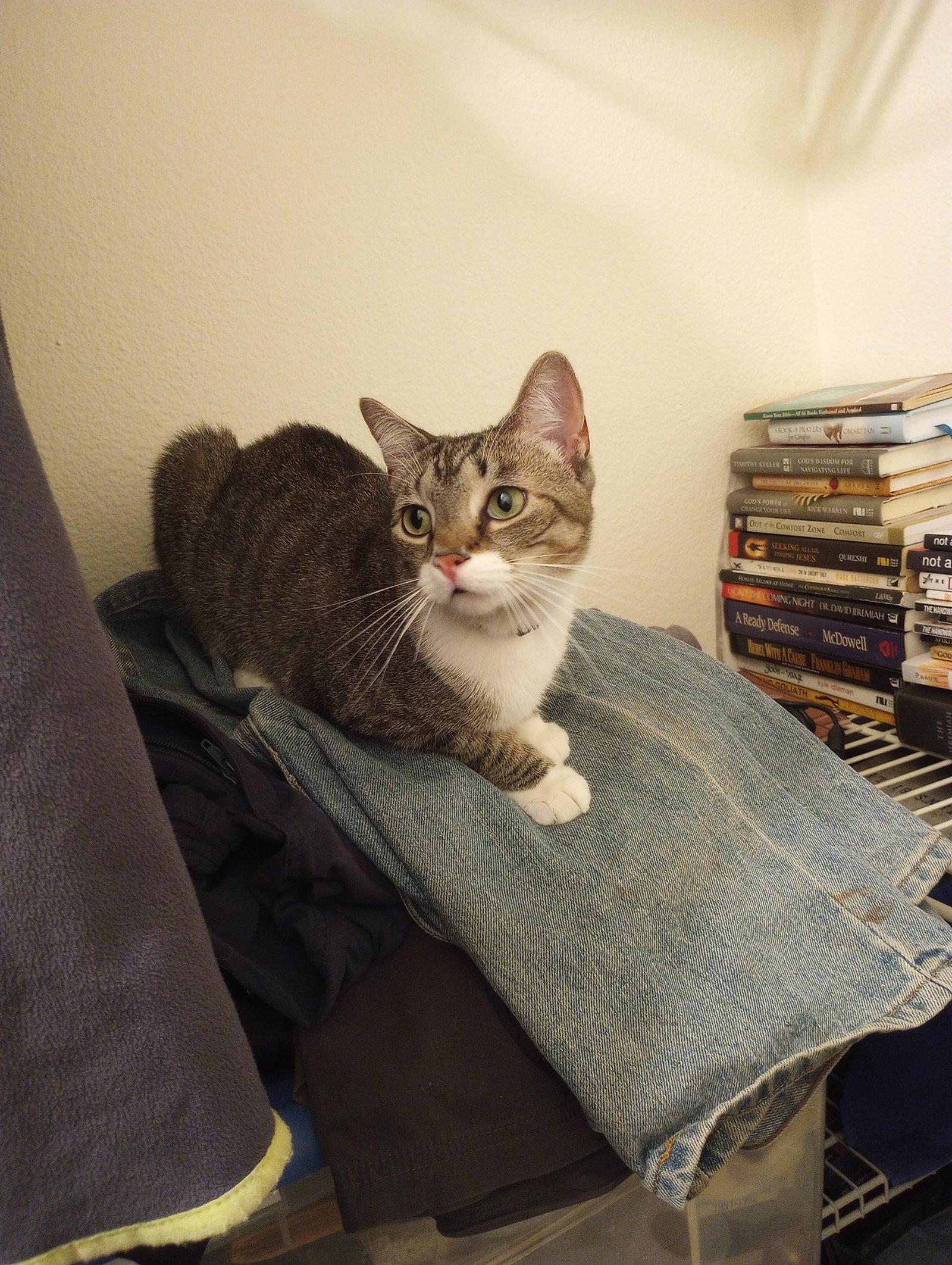 Mariah, Adoptable, Young Female Domestic Short Hair.