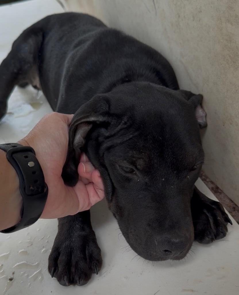 Cherry, Adoptable, Puppy Female Pit Bull Terrier.