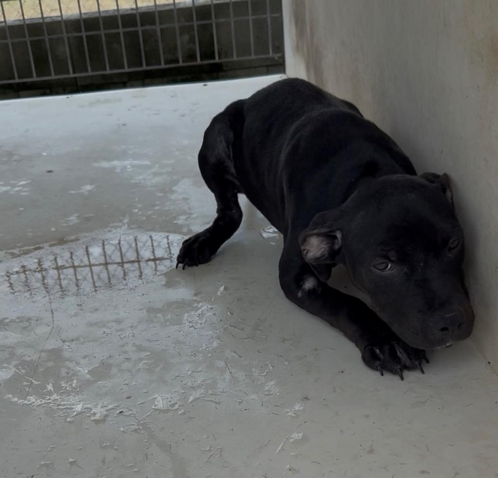 Enlarge Cherry, a Adoptable Pit Bull Terrier in Nashville, GA image 2/4