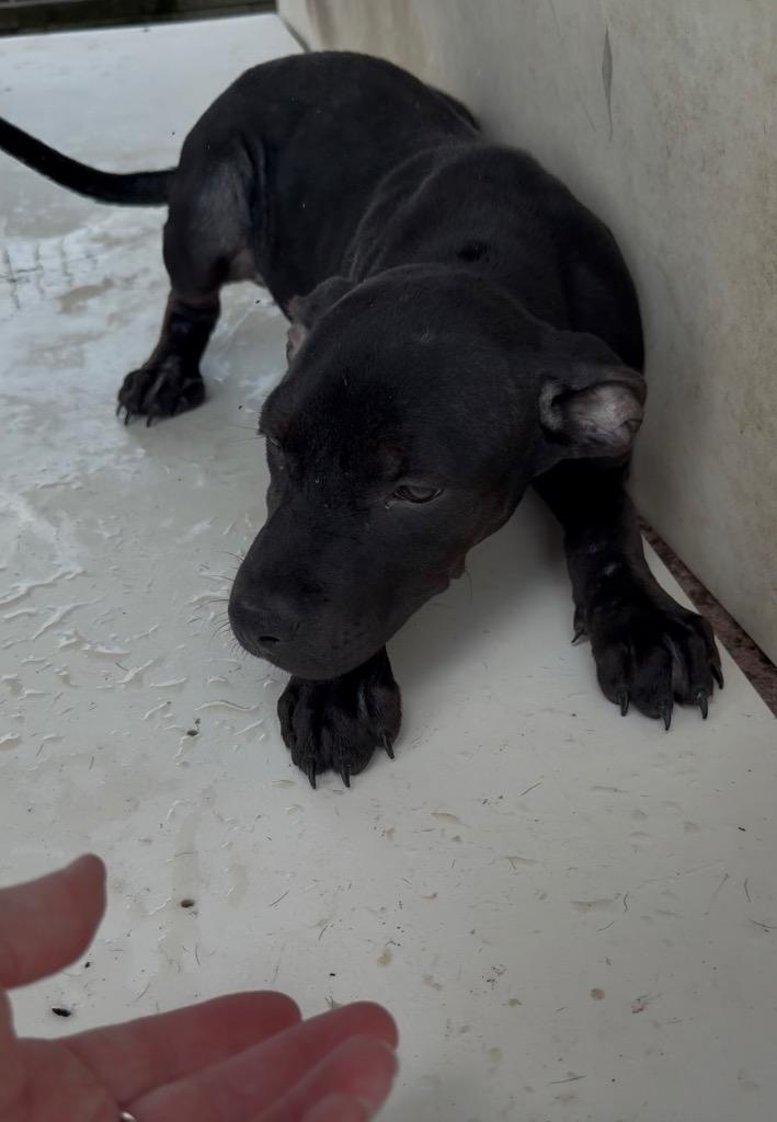 Enlarge Cherry, a Adoptable Pit Bull Terrier in Nashville, GA image 3/4
