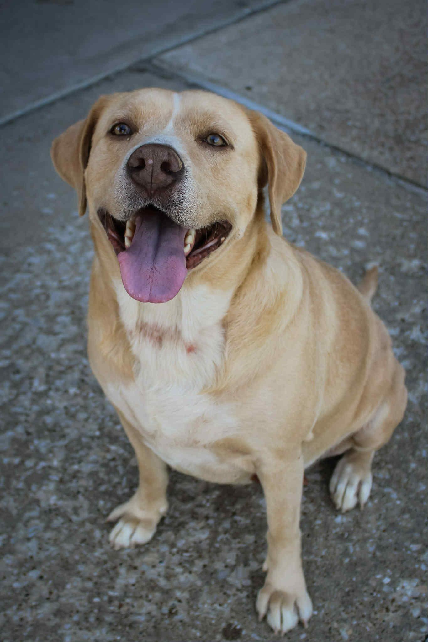 Malibu Barbie, Adoptable, Adult Female Yellow Labrador Retriever.