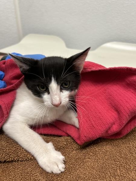 Basil, Adoptable, Kitten Male Domestic Short Hair.