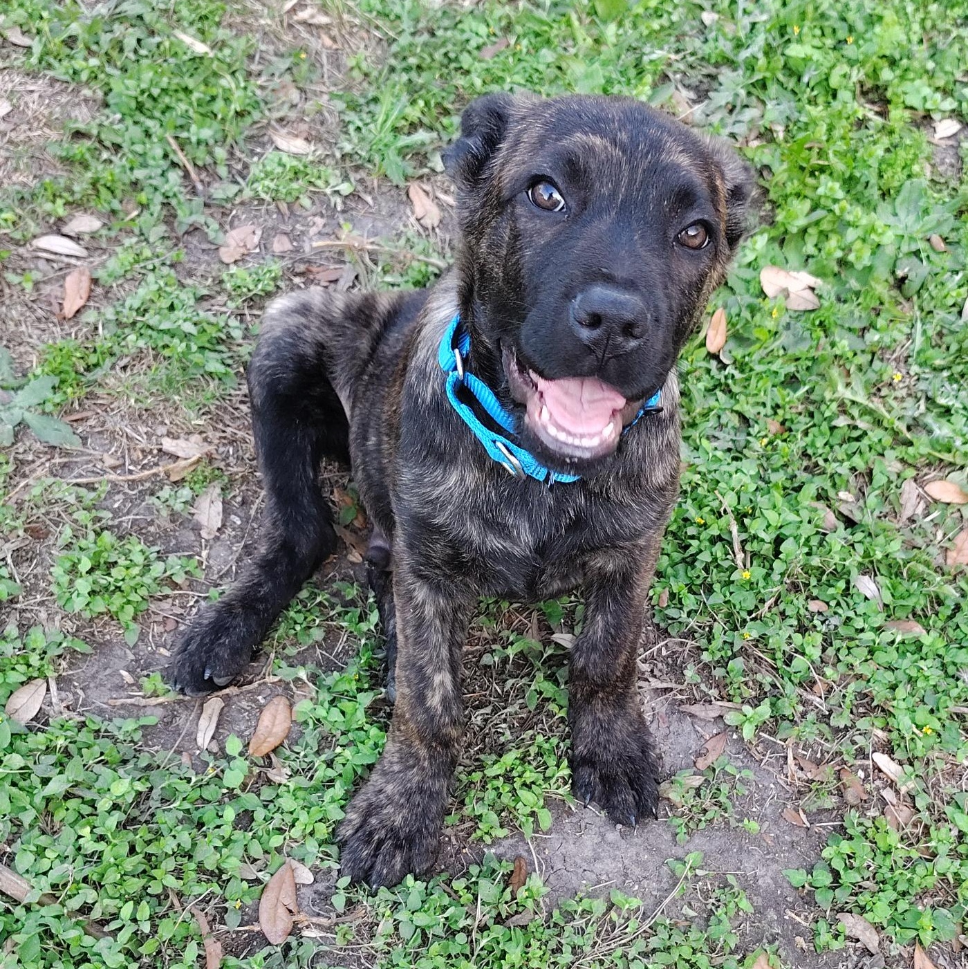 Ryder, adopted, Puppy Male Terrier & Mixed Breed.