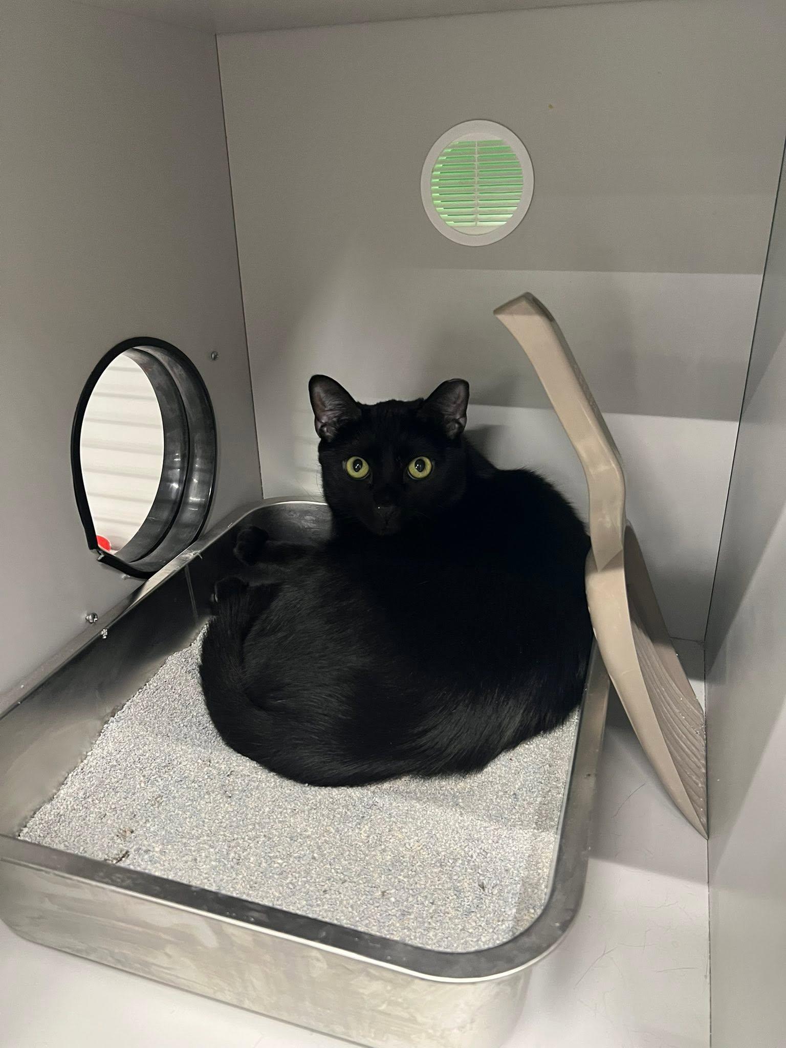 Enlarge Sun, an adoptable Domestic Short Hair in Cleveland, OH image 5/5