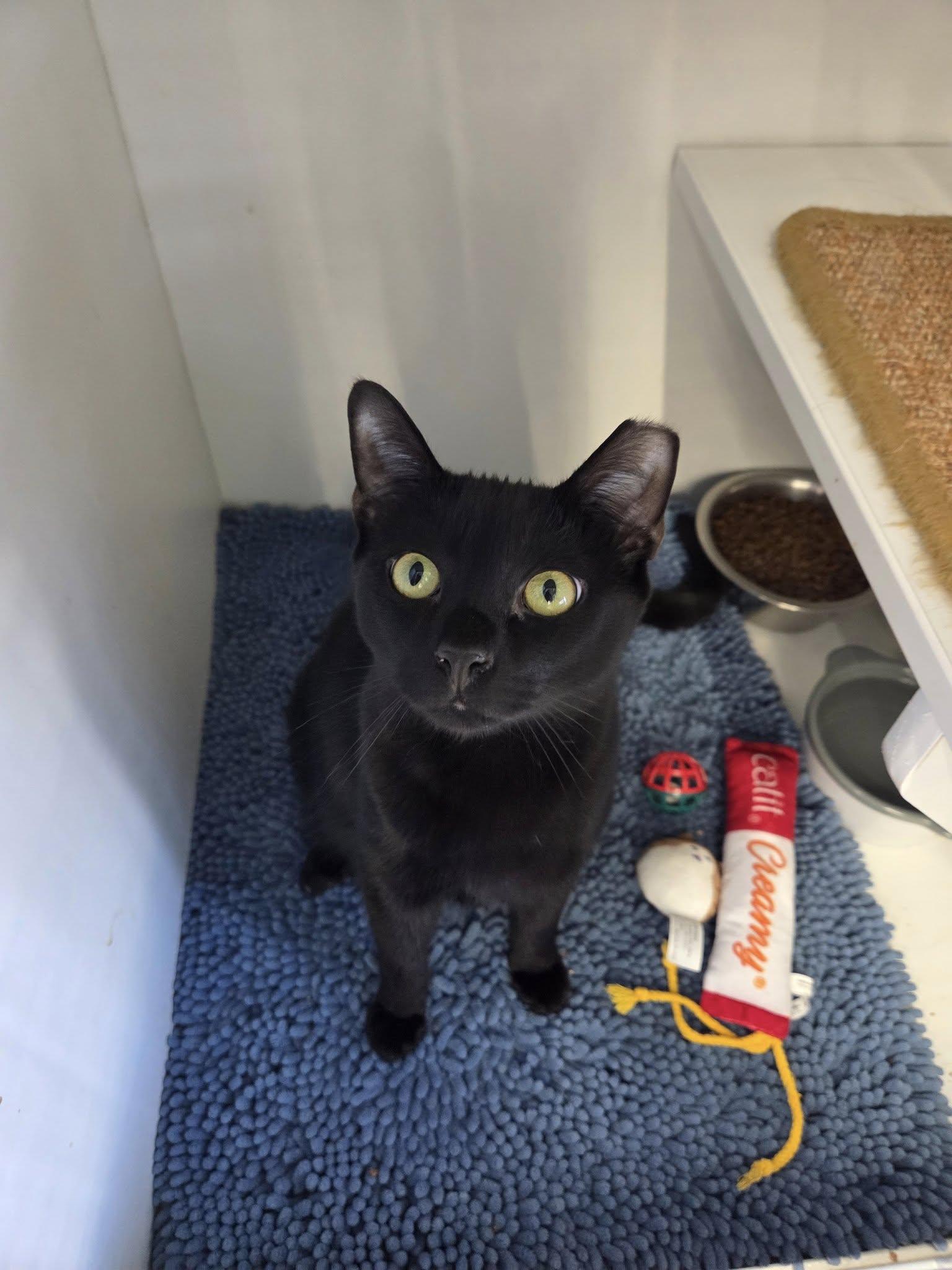 Enlarge Sun, an adoptable Domestic Short Hair in Cleveland, OH image 1/5