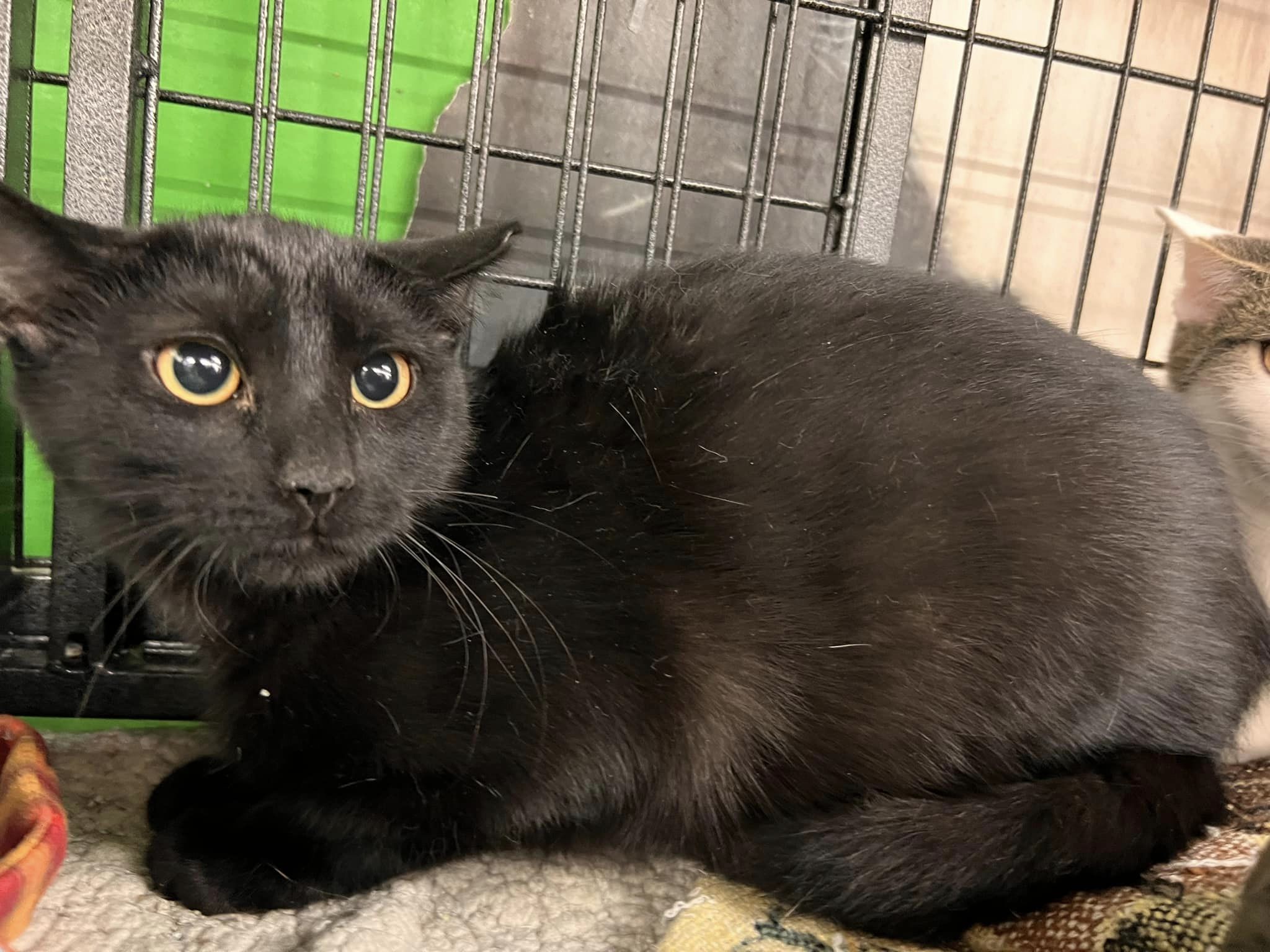 Enlarge Sun, an adoptable Domestic Short Hair in Cleveland, OH image 4/5