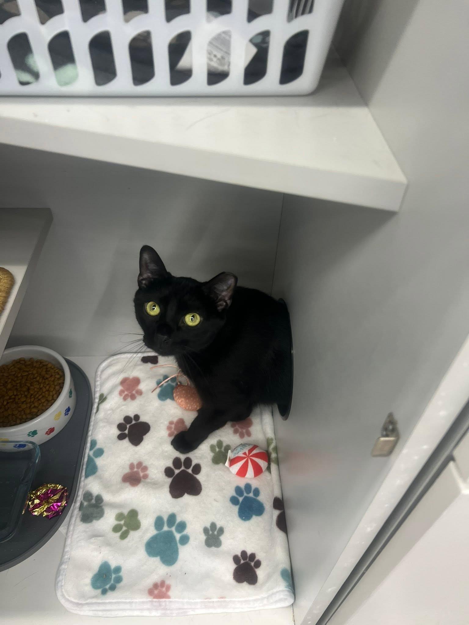 Enlarge Sun, an adoptable Domestic Short Hair in Cleveland, OH image 3/5