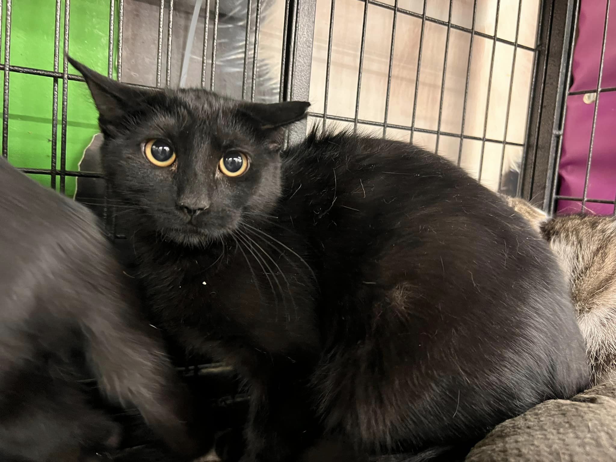 Enlarge Sun, an adoptable Domestic Short Hair in Cleveland, OH image 2/5