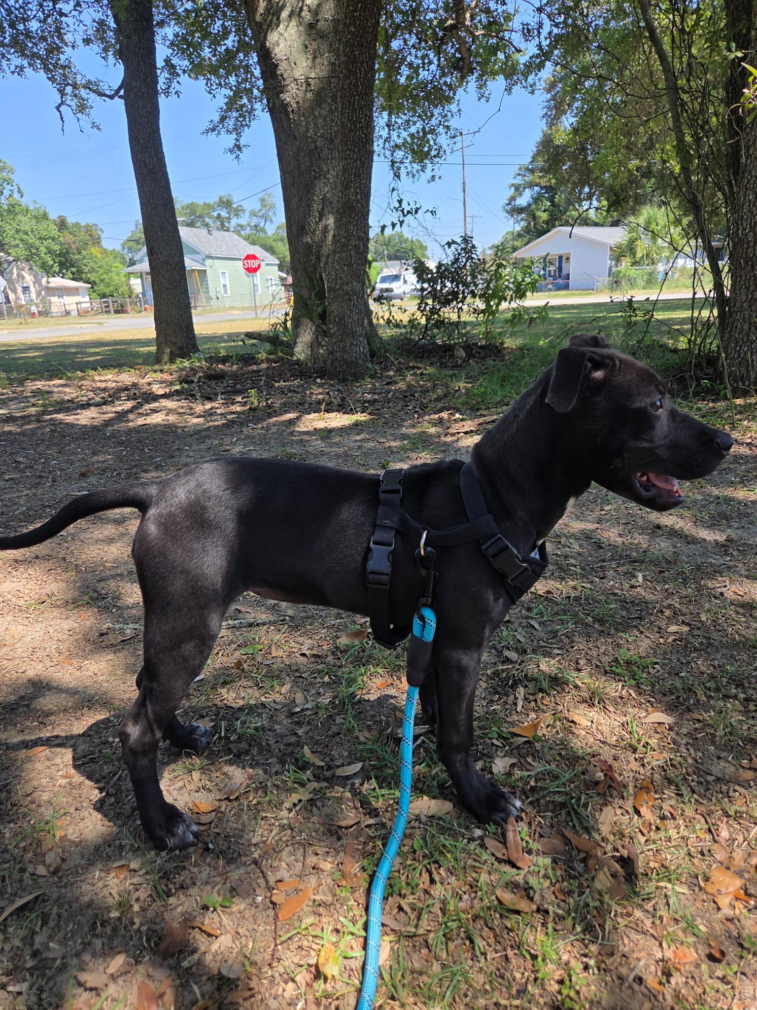 Enlarge Pudgy, an adoptable mixed breed in Pensacola, FL image 2/5