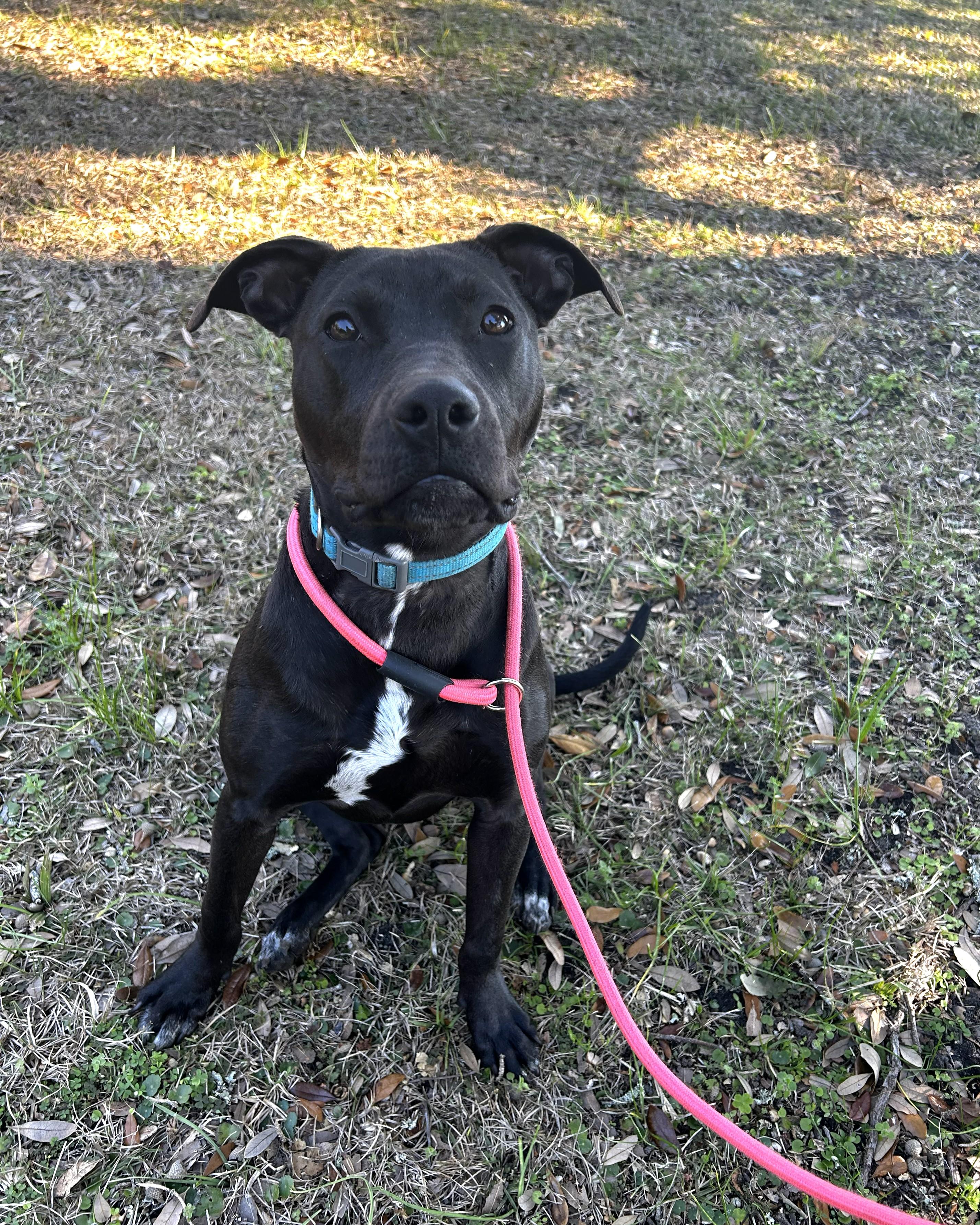 Enlarge Pudgy, an adoptable mixed breed in Pensacola, FL image 6/6