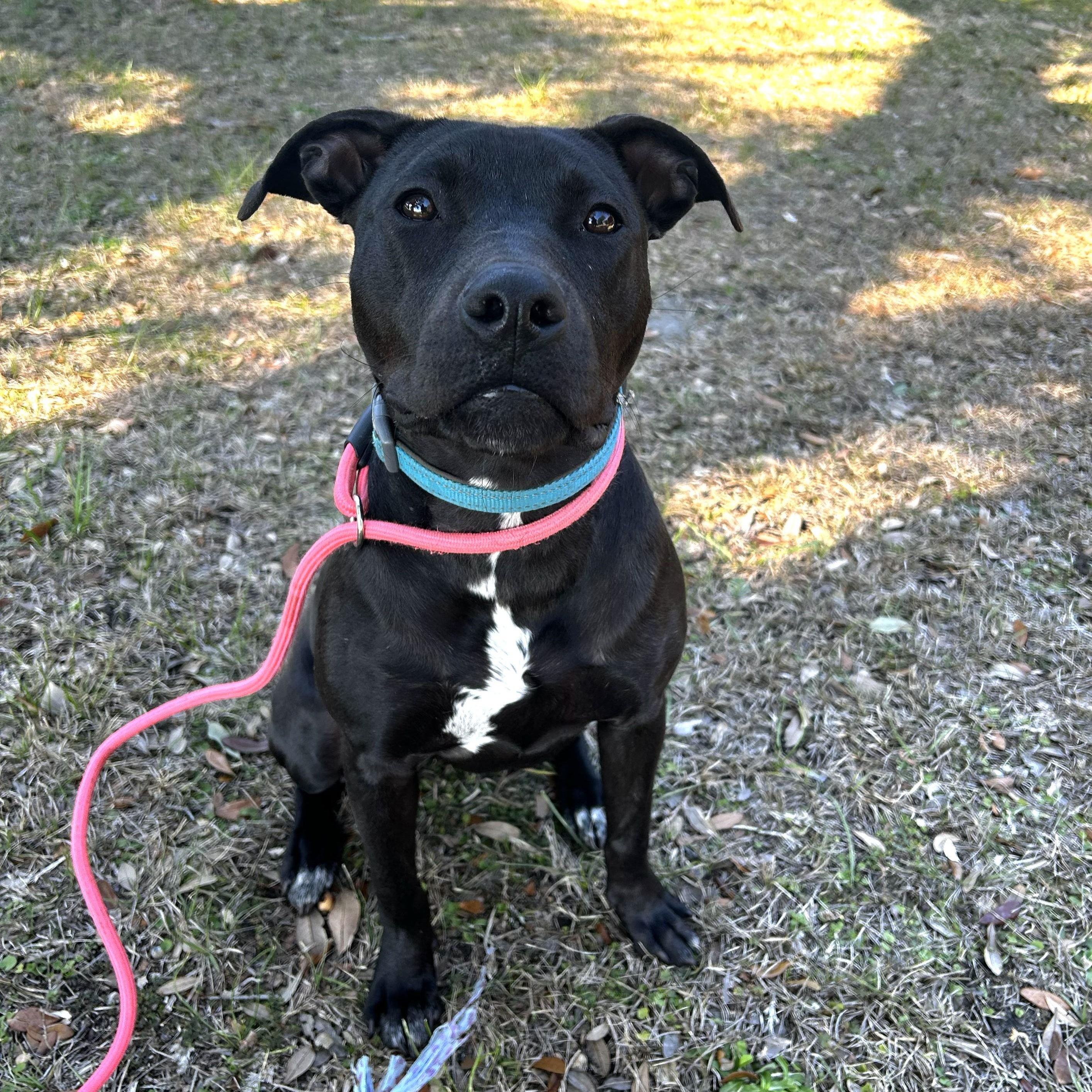 Enlarge Pudgy, an adoptable mixed breed in Pensacola, FL image 2/6