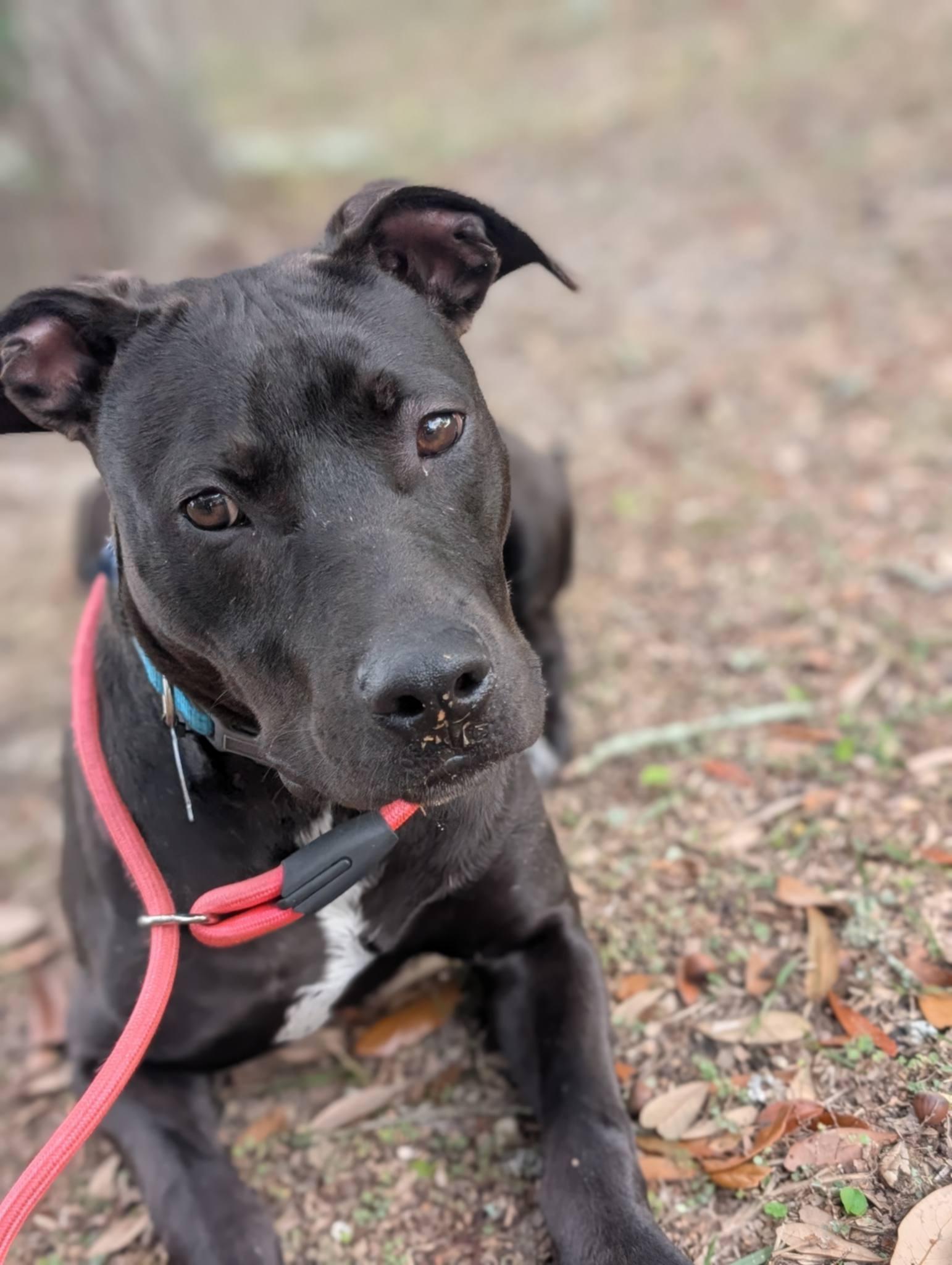 Enlarge Pudgy, an adoptable mixed breed in Pensacola, FL image 1/5
