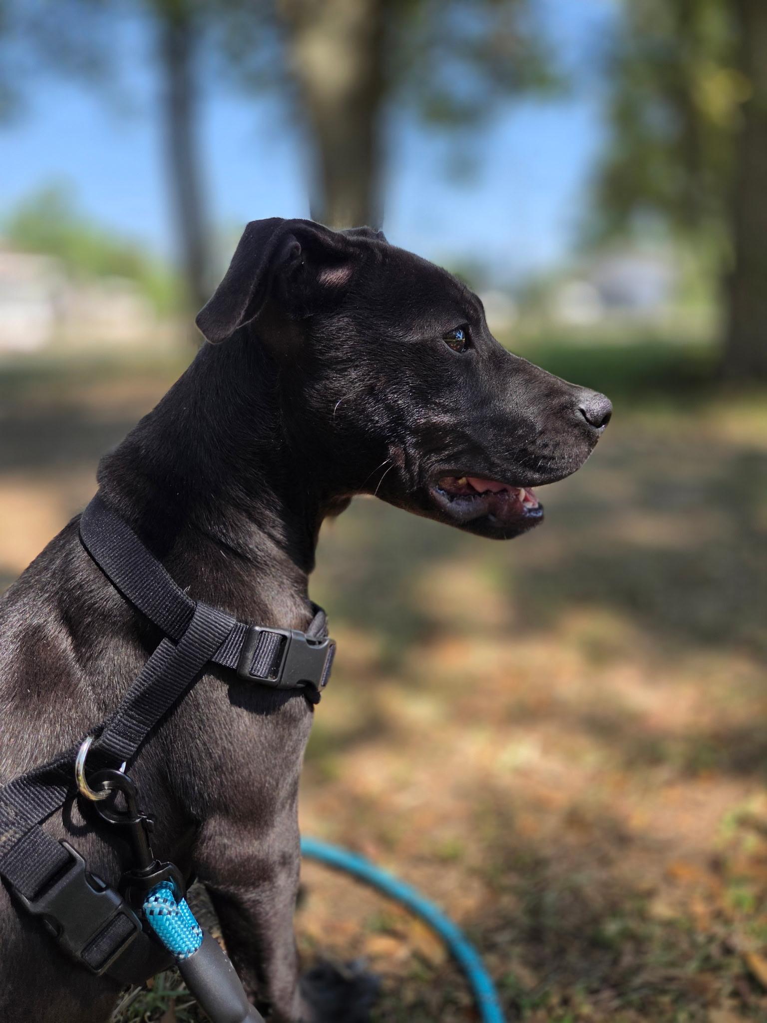 Enlarge Pudgy, an adoptable mixed breed in Pensacola, FL image 3/5