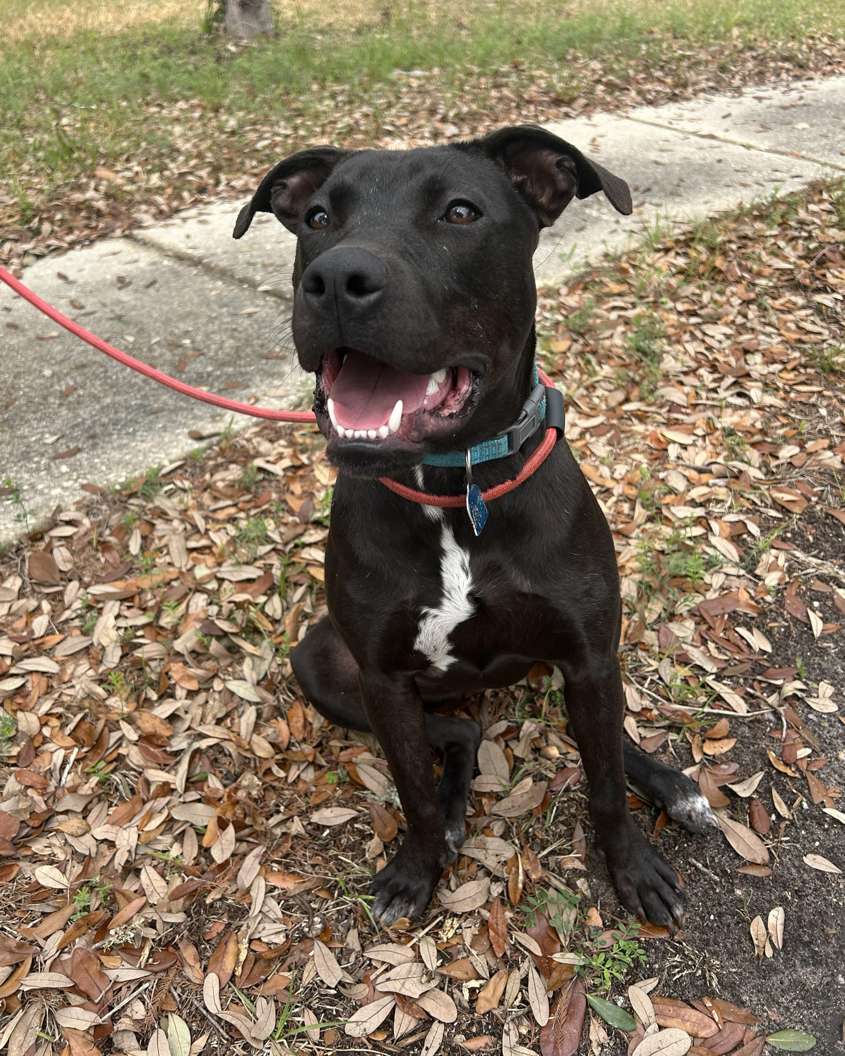 Pudgy, adoptable, Adult Female Bulldog & American Bully.