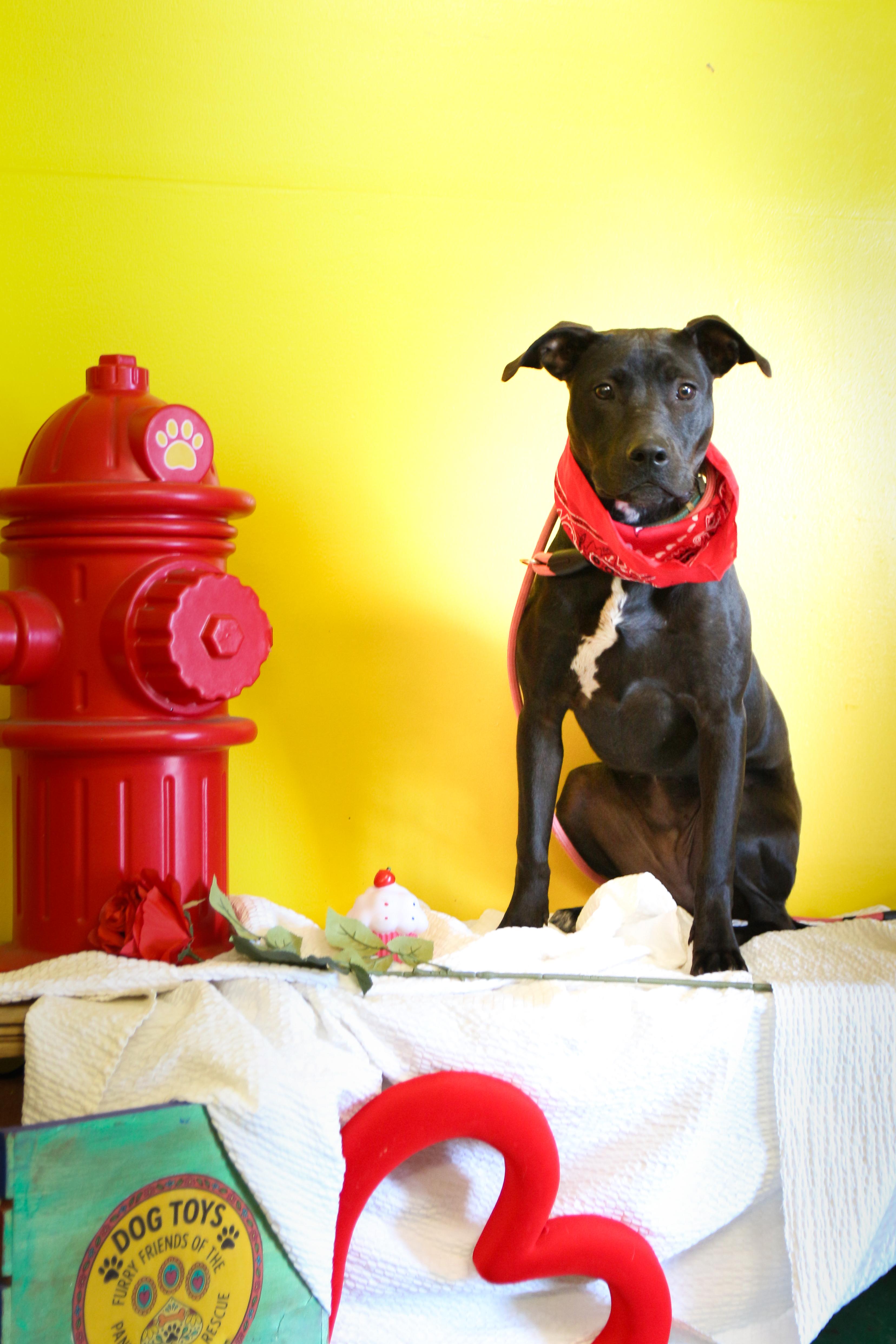 Enlarge Pudgy, an adoptable mixed breed in Pensacola, FL image 3/6