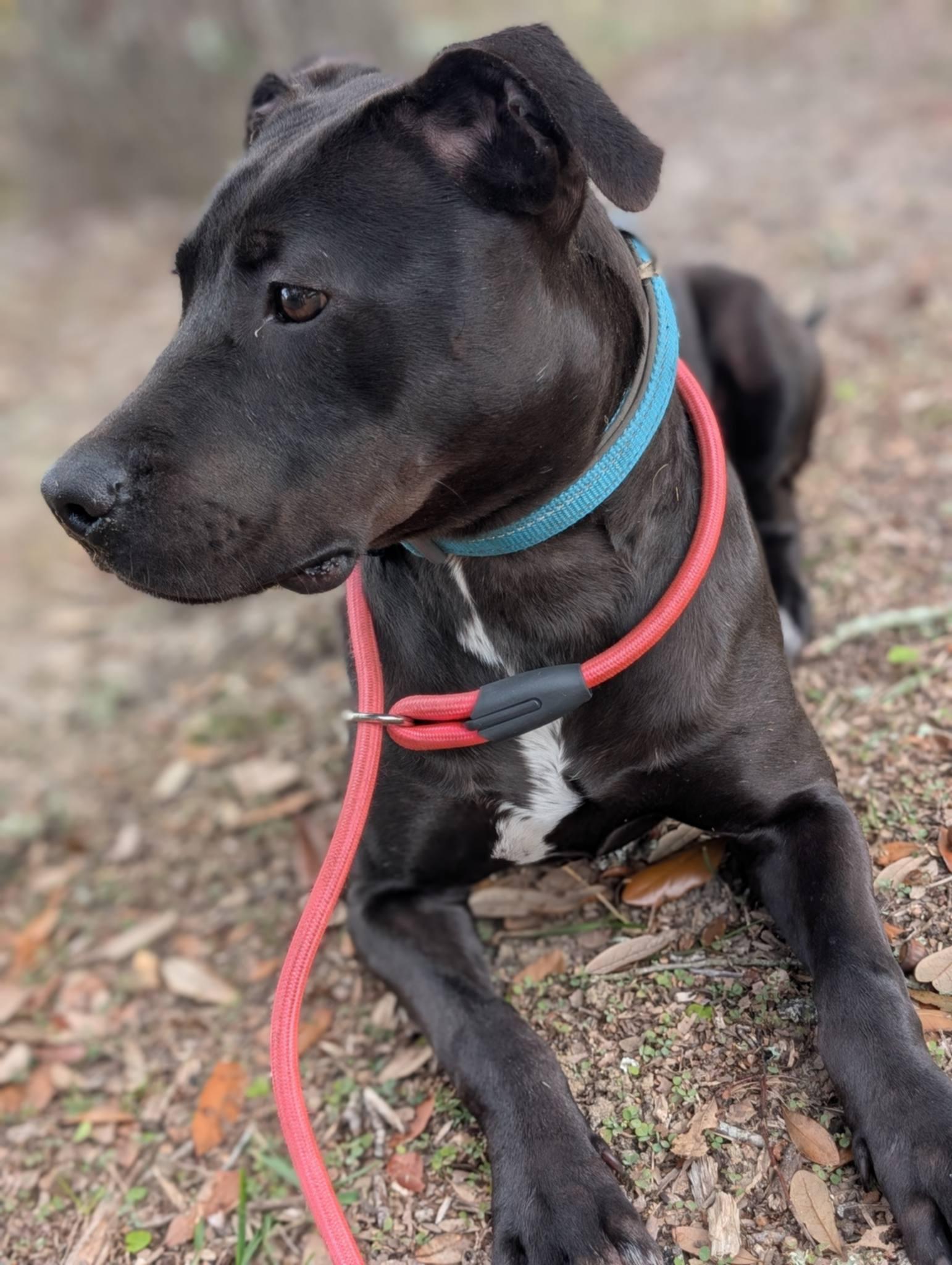 Enlarge Pudgy, an adoptable mixed breed in Pensacola, FL image 5/5