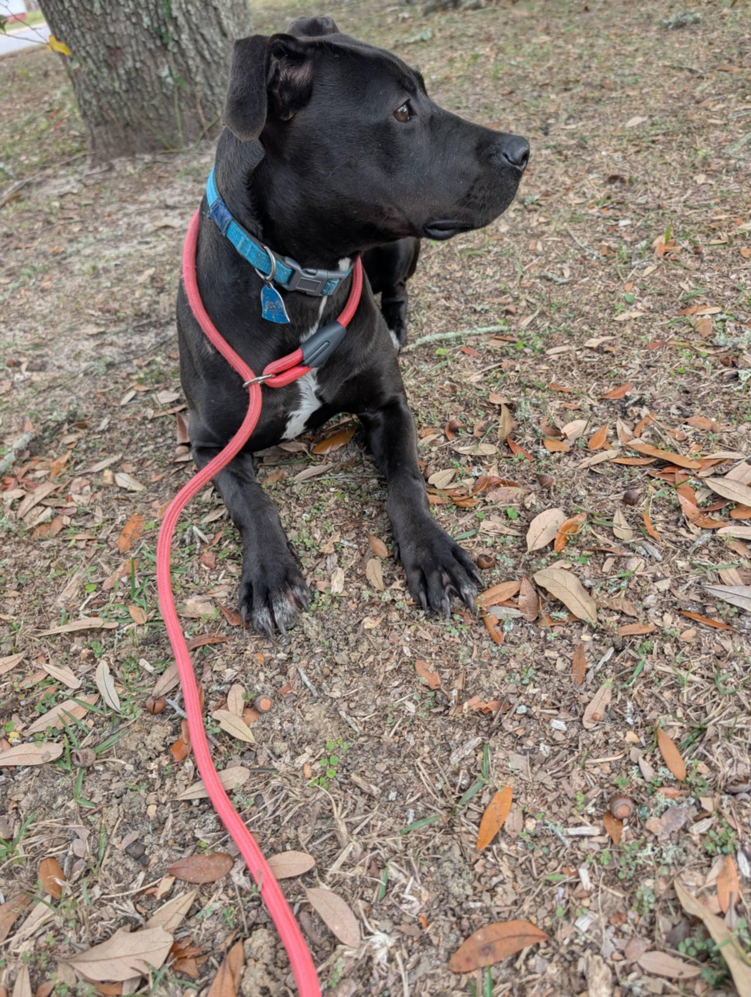 Enlarge Pudgy, an adoptable mixed breed in Pensacola, FL image 4/5
