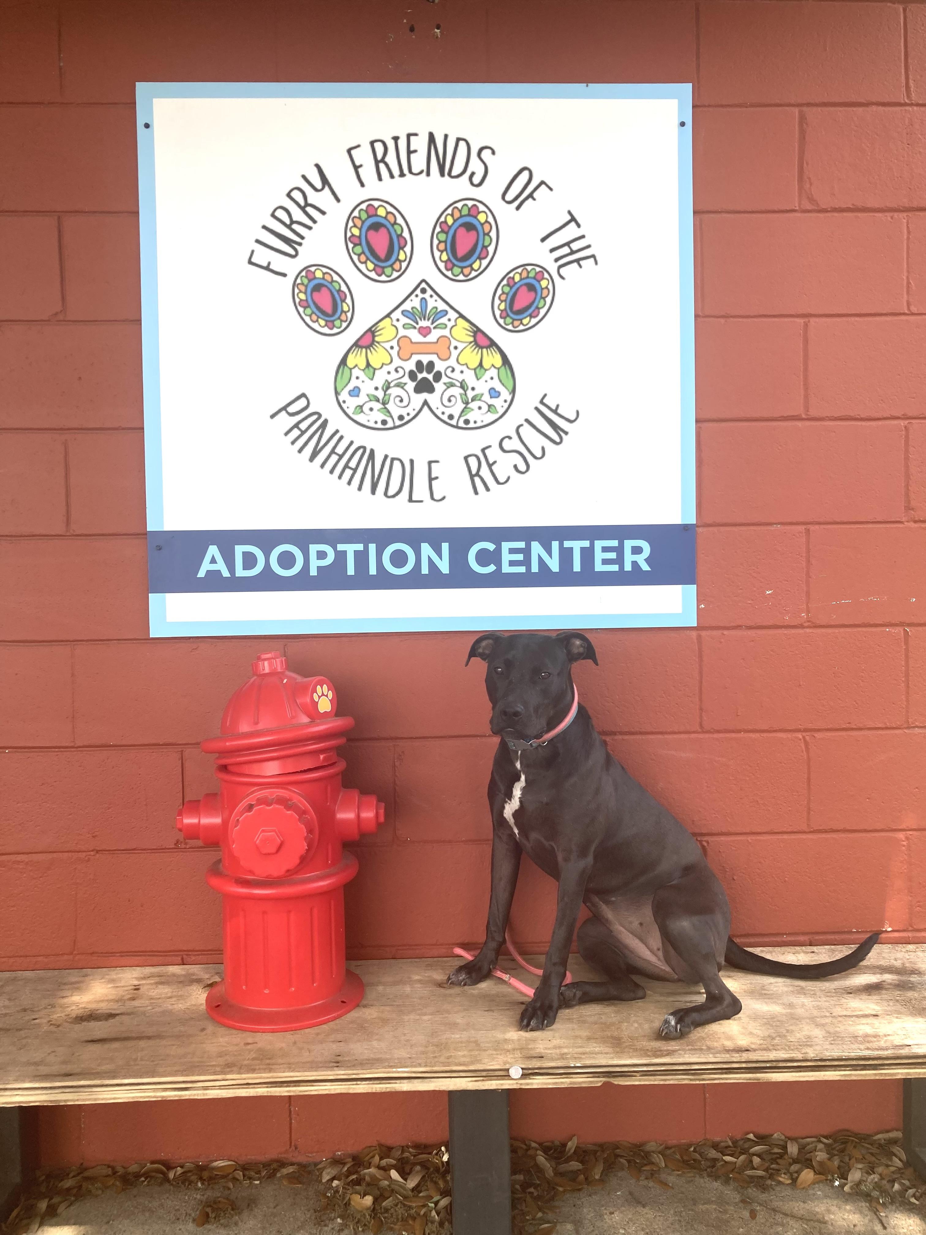 Enlarge Pudgy, an adoptable mixed breed in Pensacola, FL image 5/5