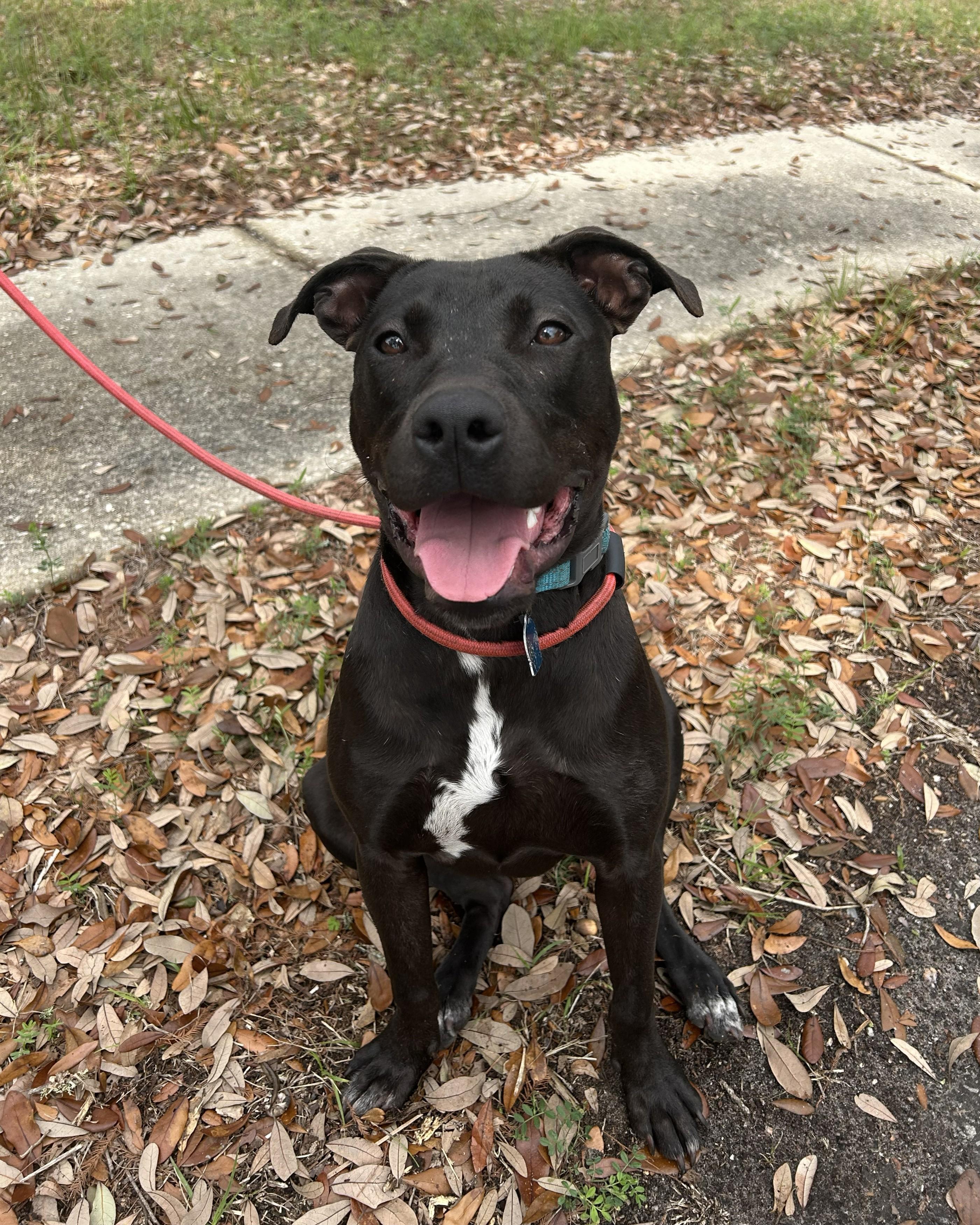 Enlarge Pudgy, an adoptable mixed breed in Pensacola, FL image 3/6