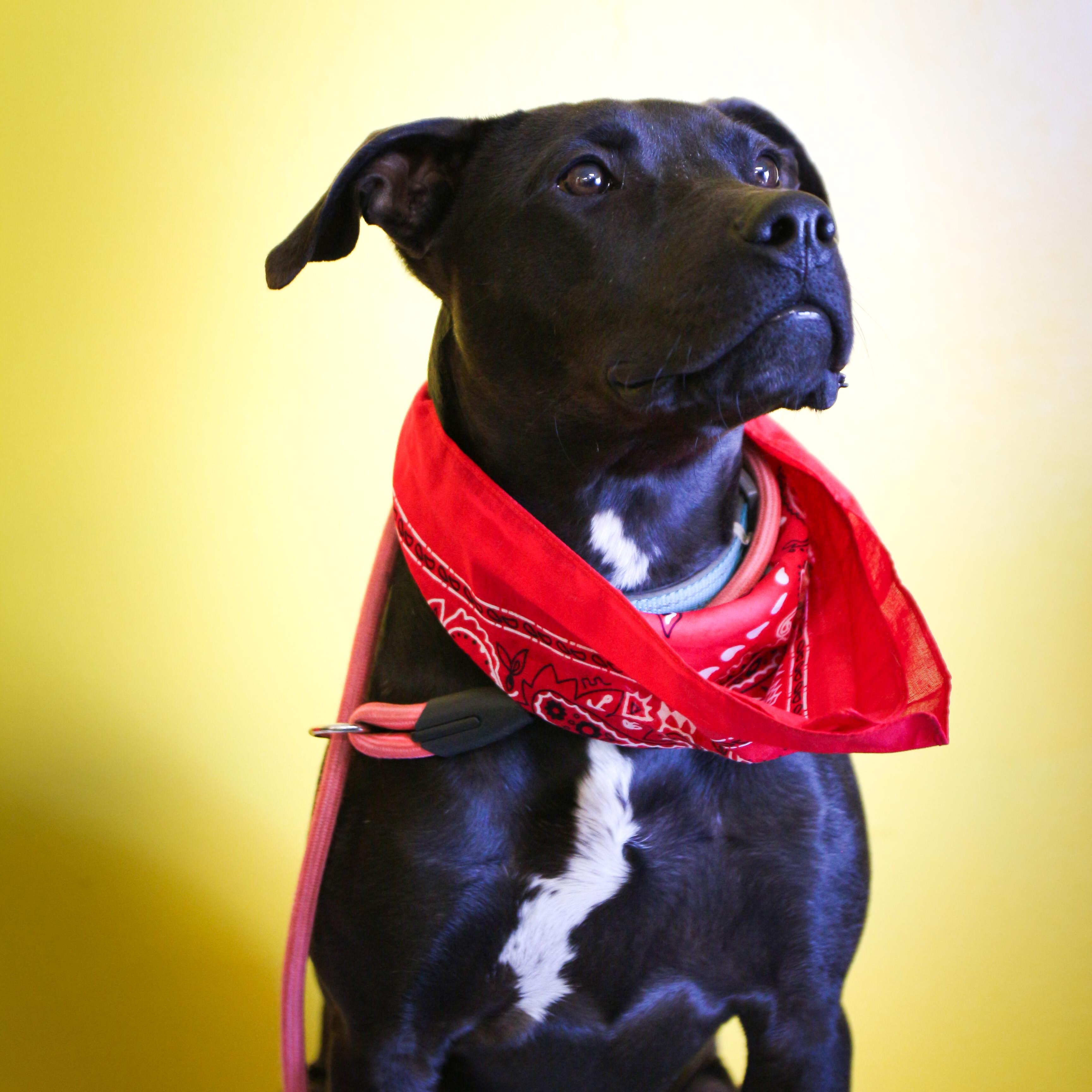 Pudgy, adoptable, Adult Female Bulldog & American Bully.