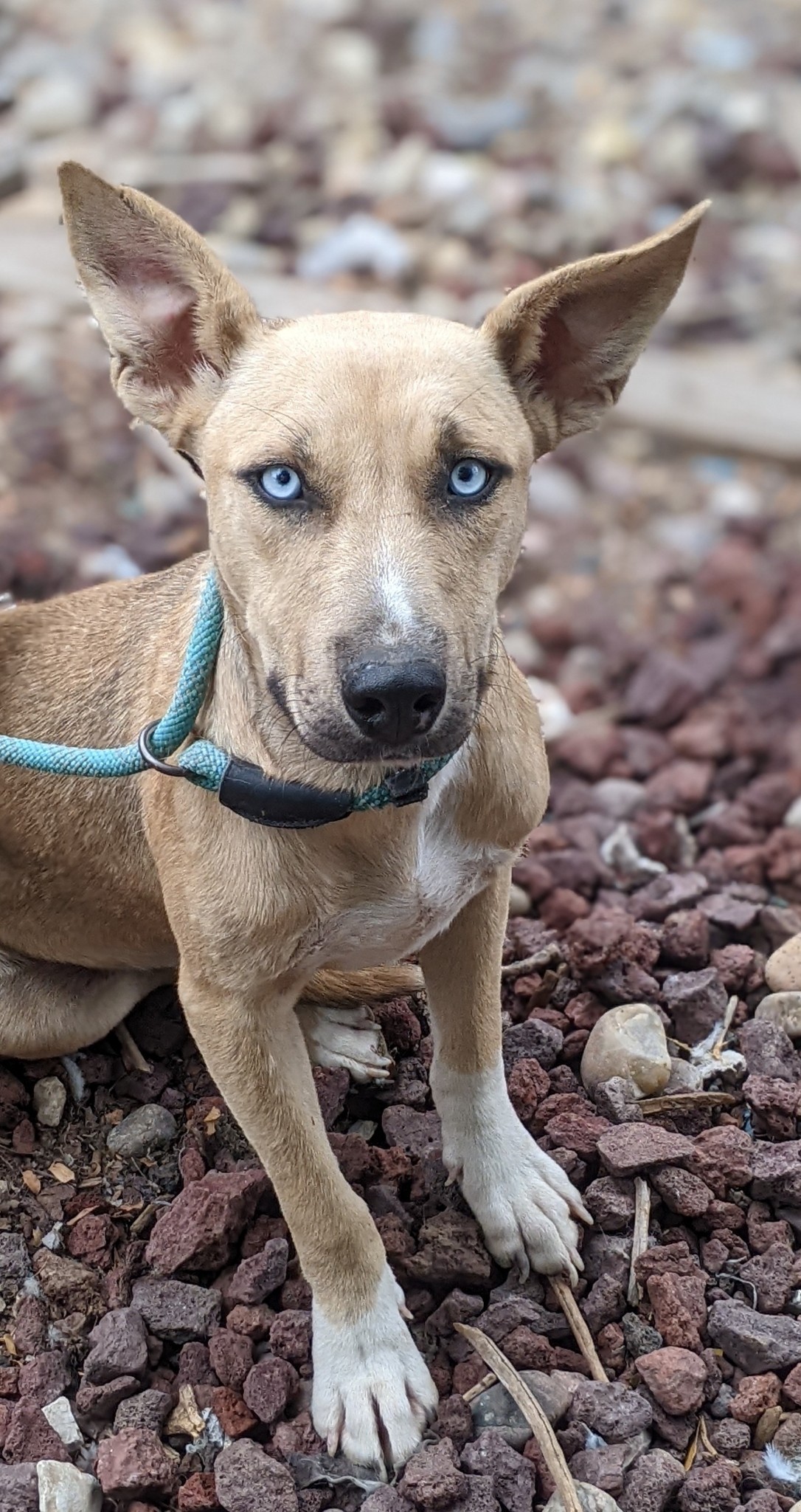 Wallace, Adoptable, Adult Male Feist.