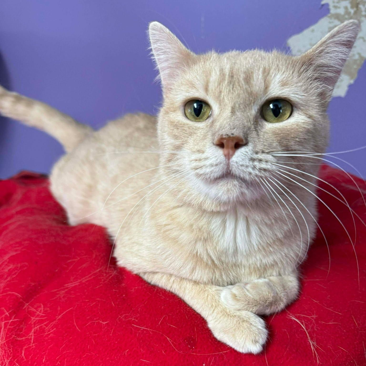 Enlarge Cabot, a ADOPTABLE Domestic Short Hair in Springfield, VT image 2/3