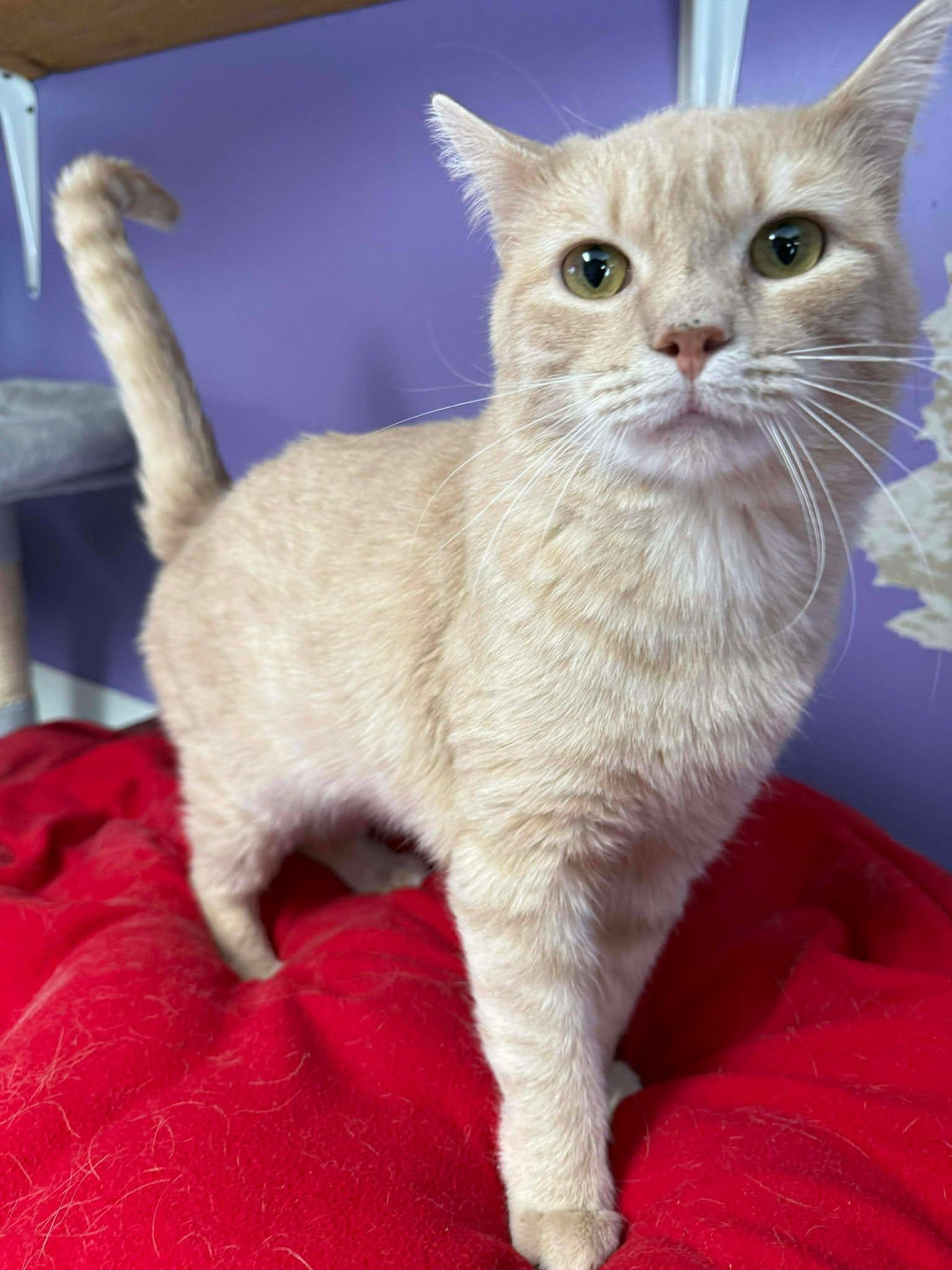 Enlarge Cabot, a ADOPTABLE Domestic Short Hair in Springfield, VT image 3/3