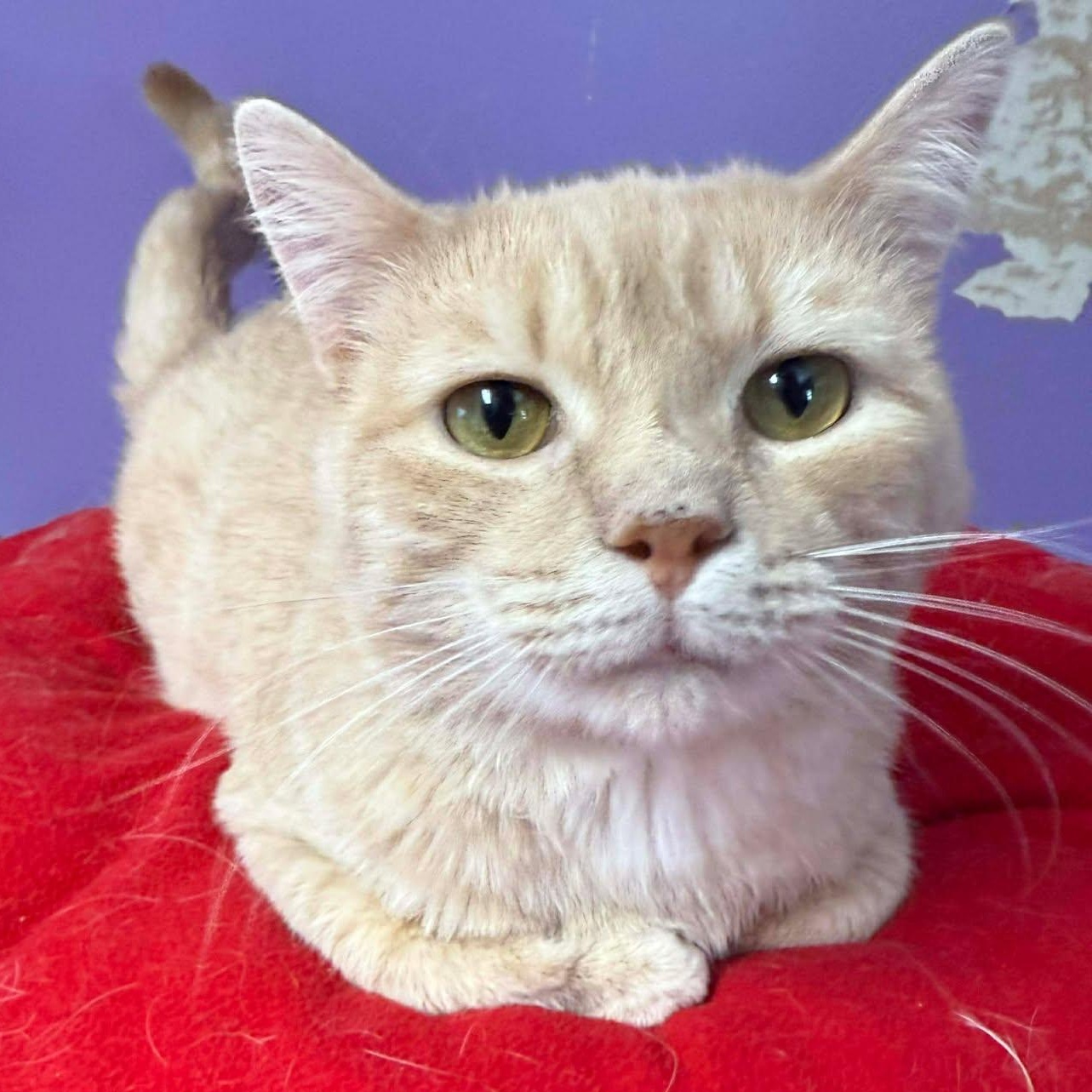 Enlarge Cabot, a ADOPTABLE Domestic Short Hair in Springfield, VT image 1/3