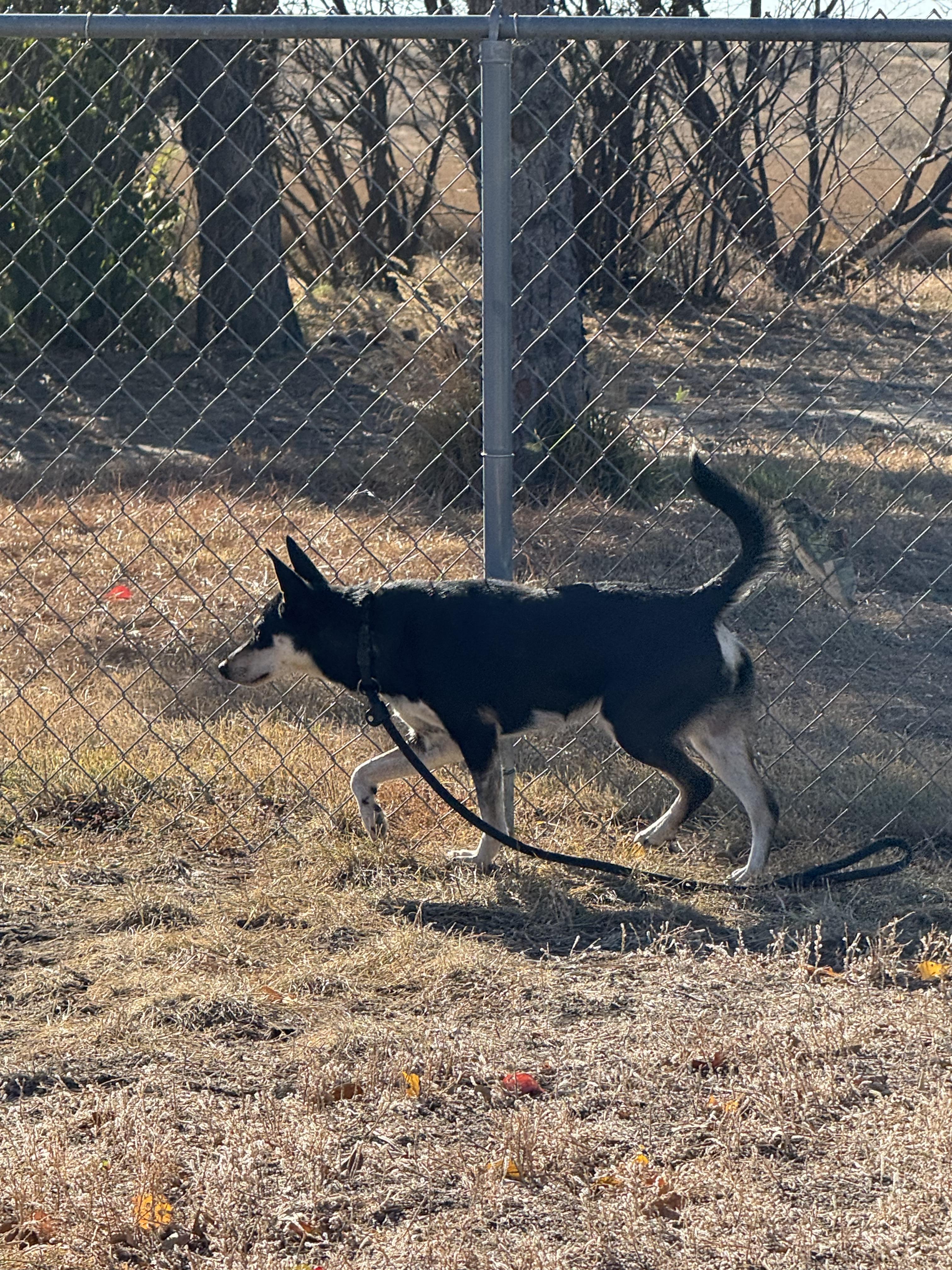Enlarge Tizzy, a Adoptable mixed breed in Havre, MT image 1/4