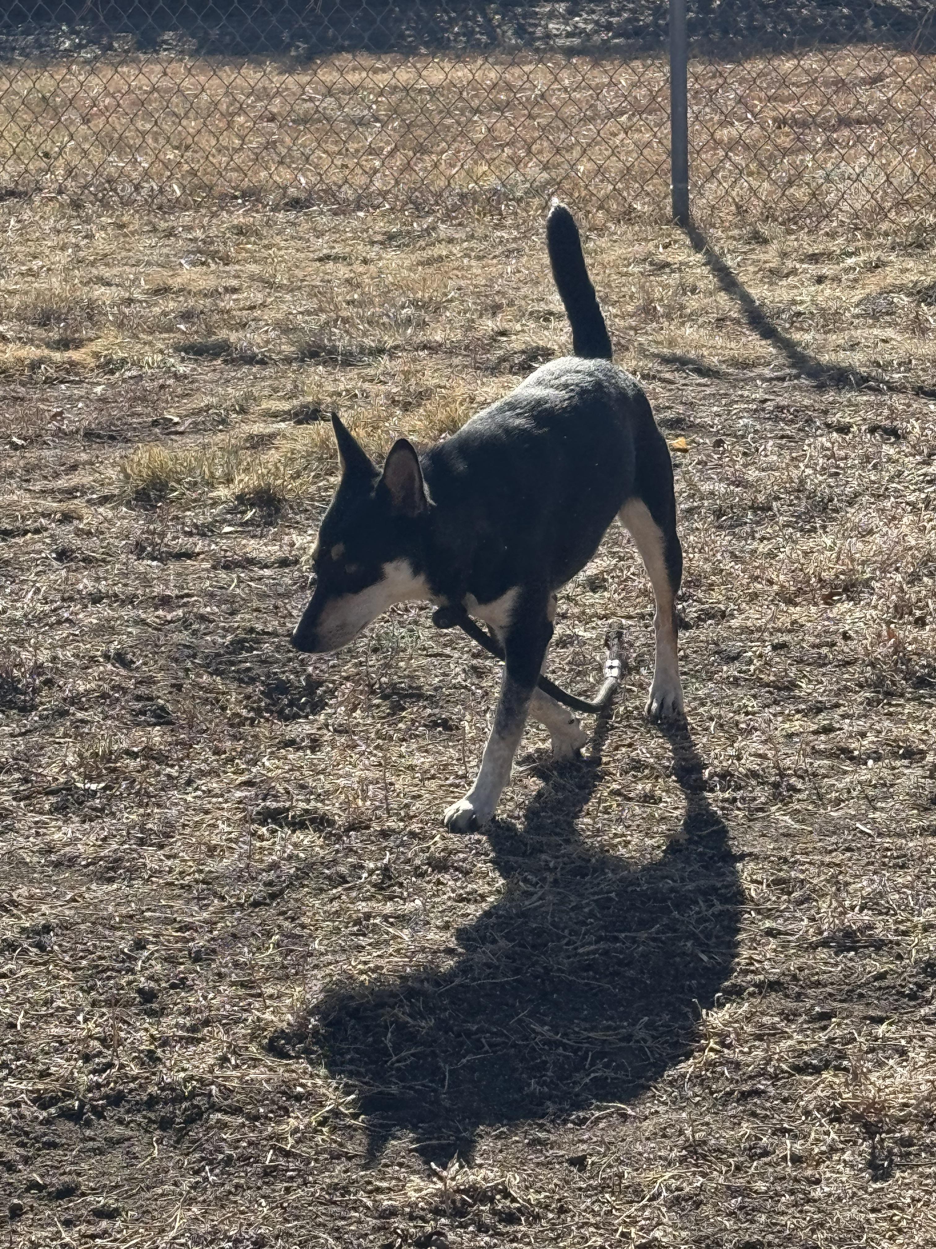 Enlarge Tizzy, a Adoptable mixed breed in Havre, MT image 2/4