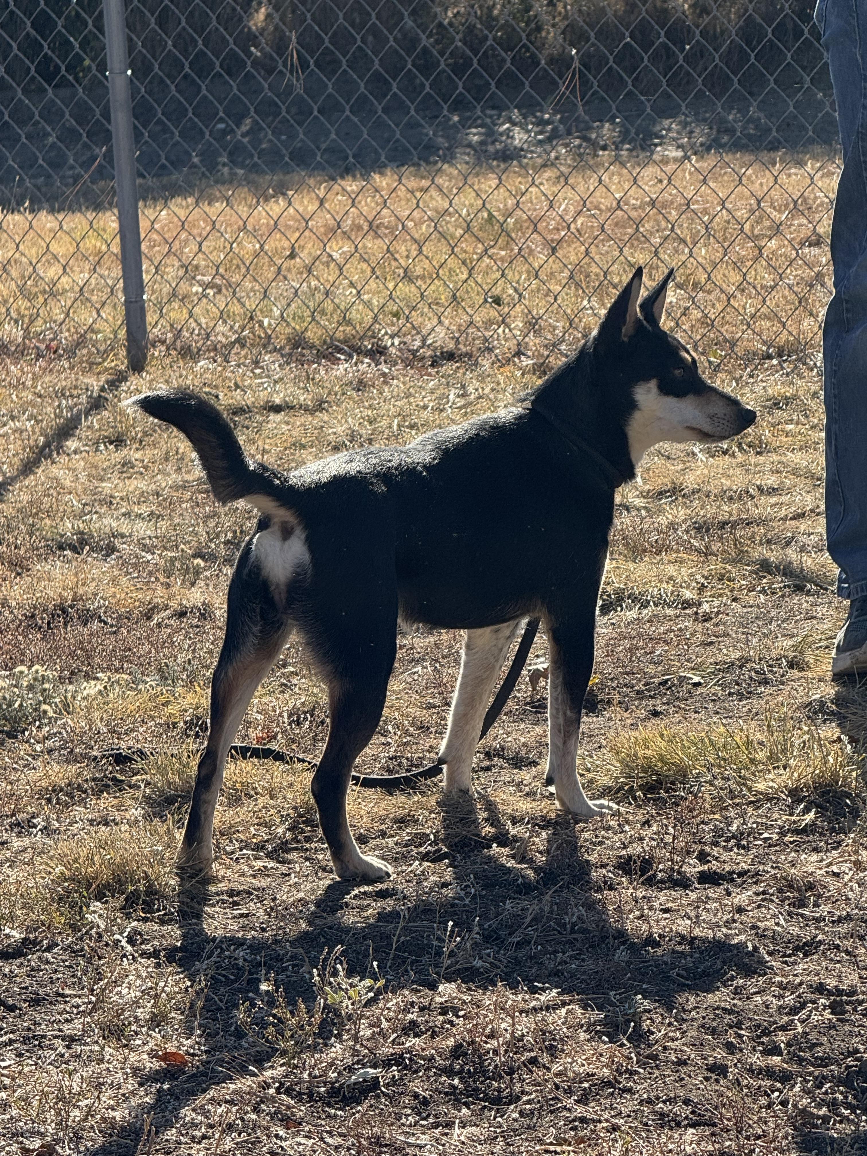 Tizzy, an adoptable Mixed Breed in Havre, MT, 59501 | Photo Image 3