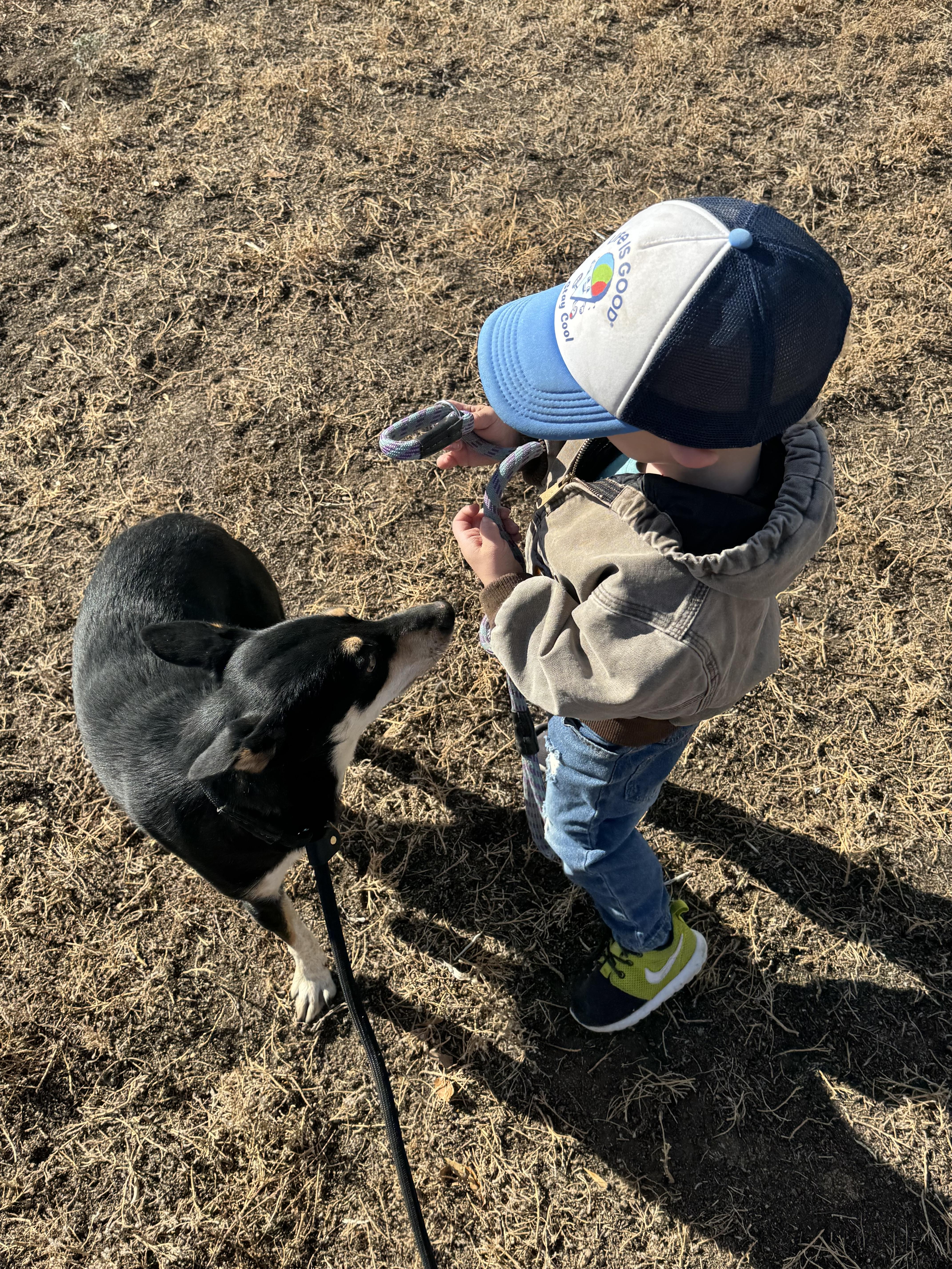 Tizzy, an adoptable Mixed Breed in Havre, MT, 59501 | Photo Image 4