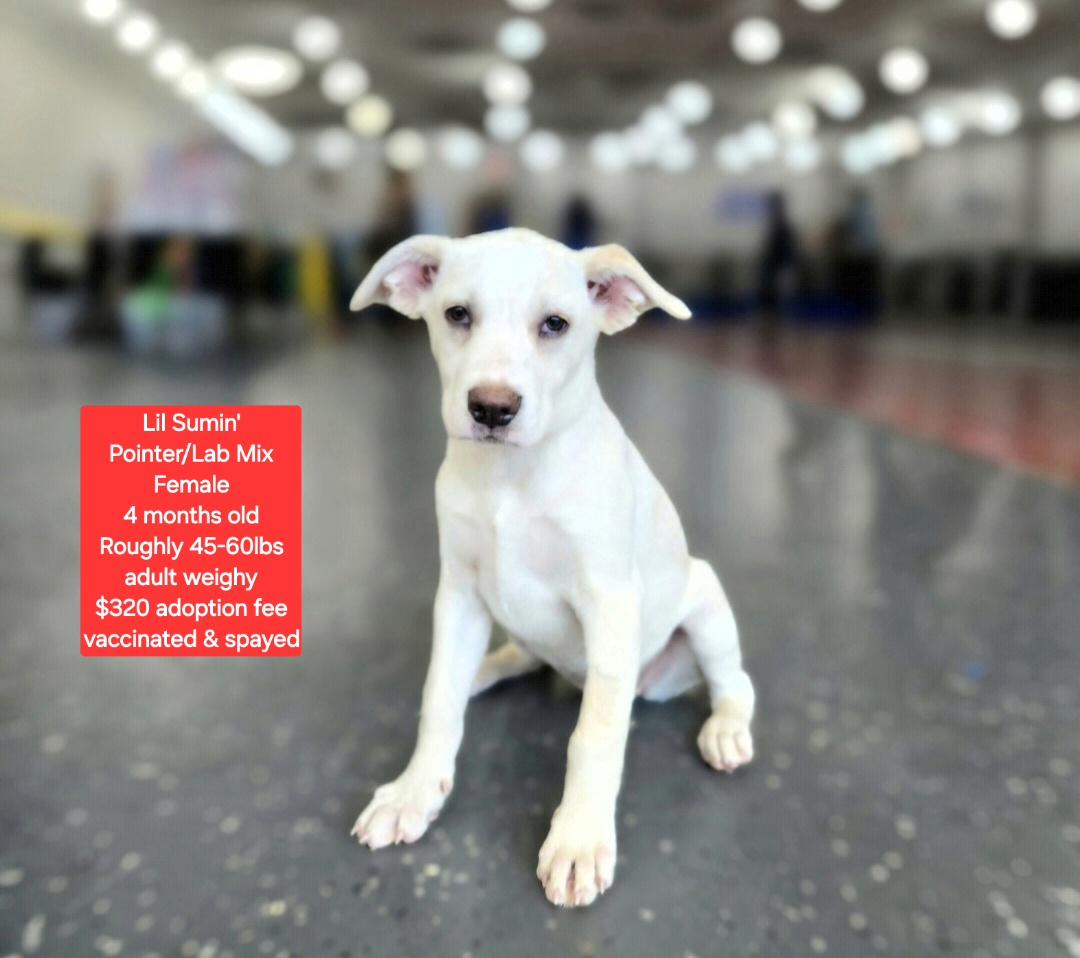 Enlarge Lil Sumin', an adoptable mixed breed in Oviedo, FL image 1/1