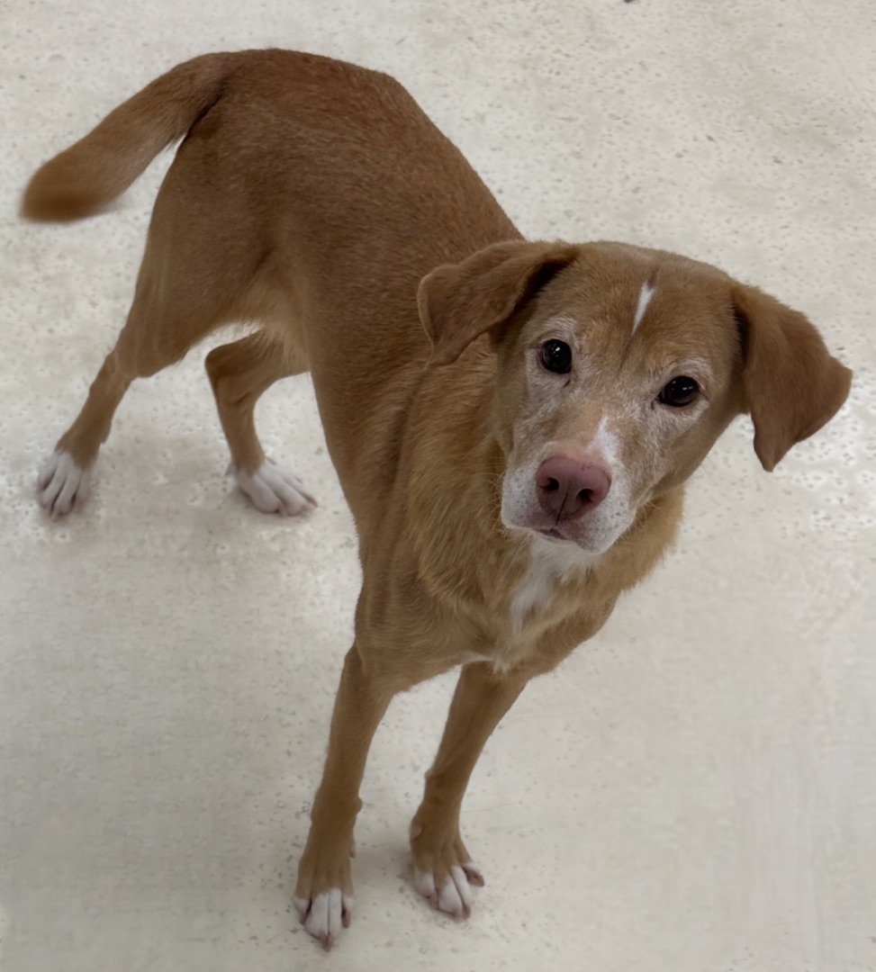 Rubin & Cherise Bonded Pair  5