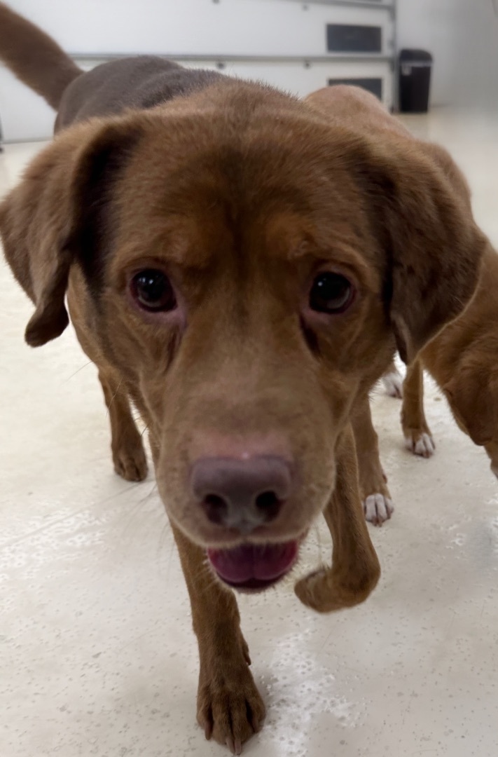 Rubin & Cherise Bonded Pair  4
