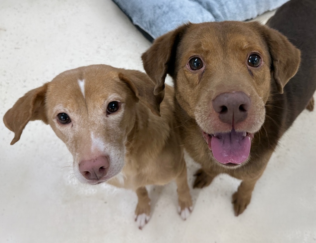 Rubin & Cherise Bonded Pair