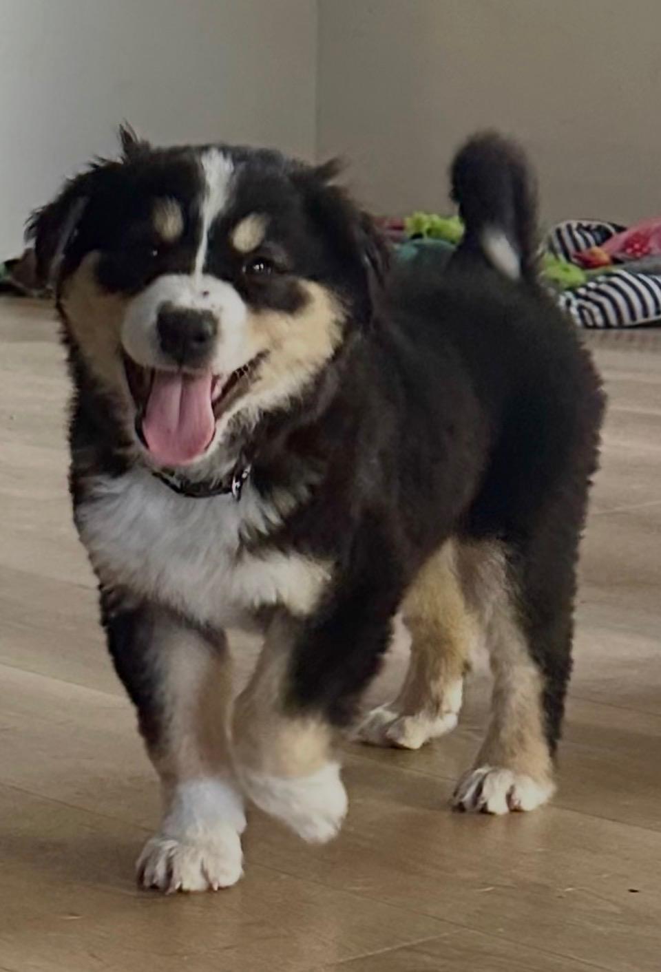 Stout, adopted, Puppy Male German Shepherd Dog & Siberian Husky.