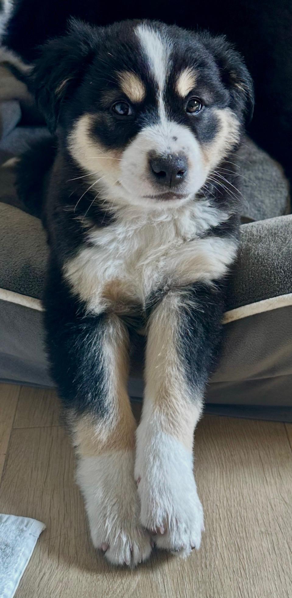 Stout, an adopted mixed breed in Carlsbad, CA image 2/3