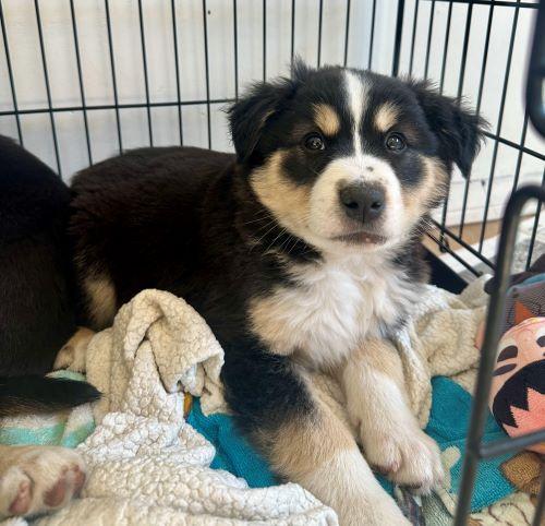 Stout, an adopted mixed breed in Carlsbad, CA image 3/3